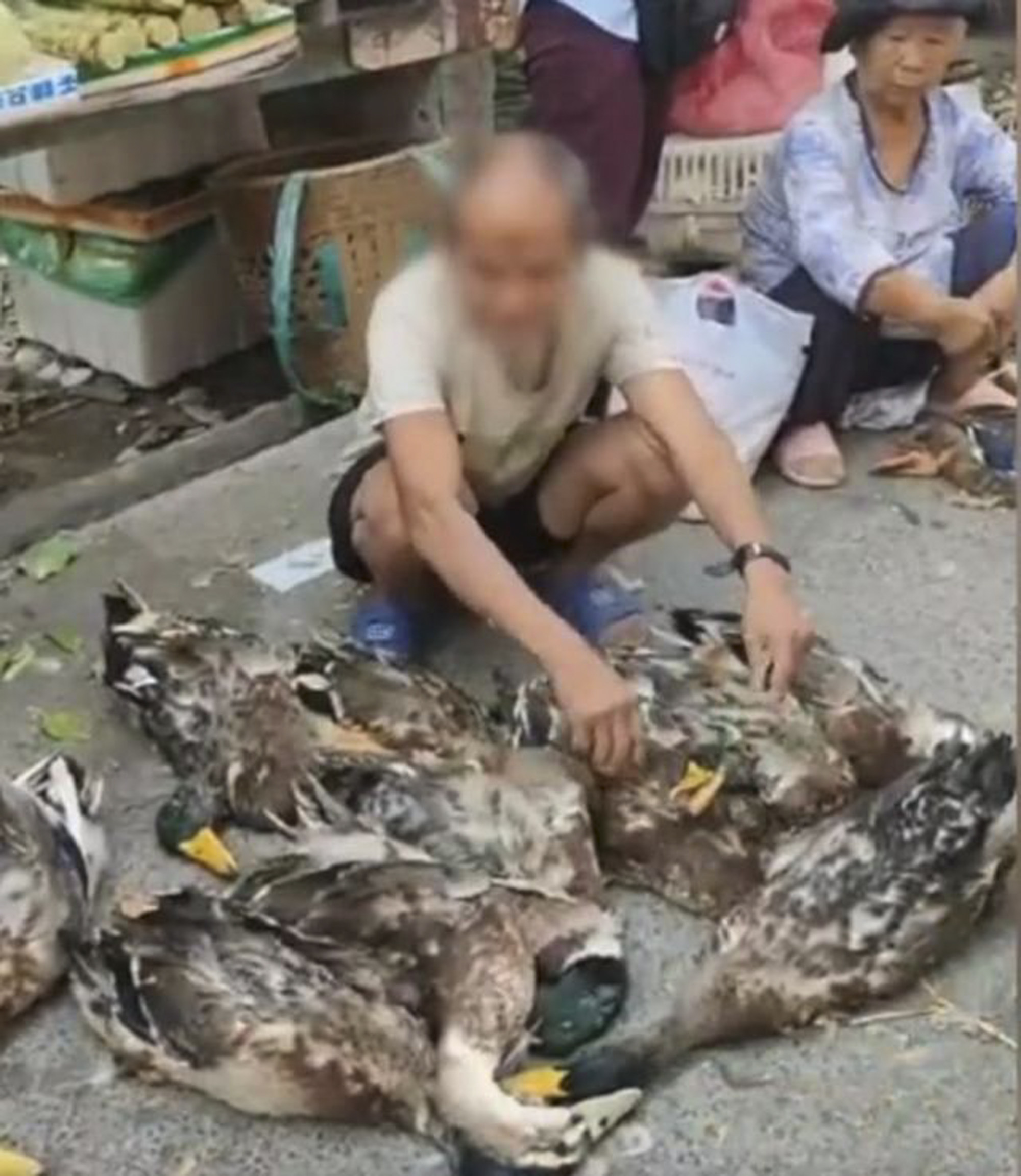 Dead ducks that a farmer managed to sell in China. Photo: Sina