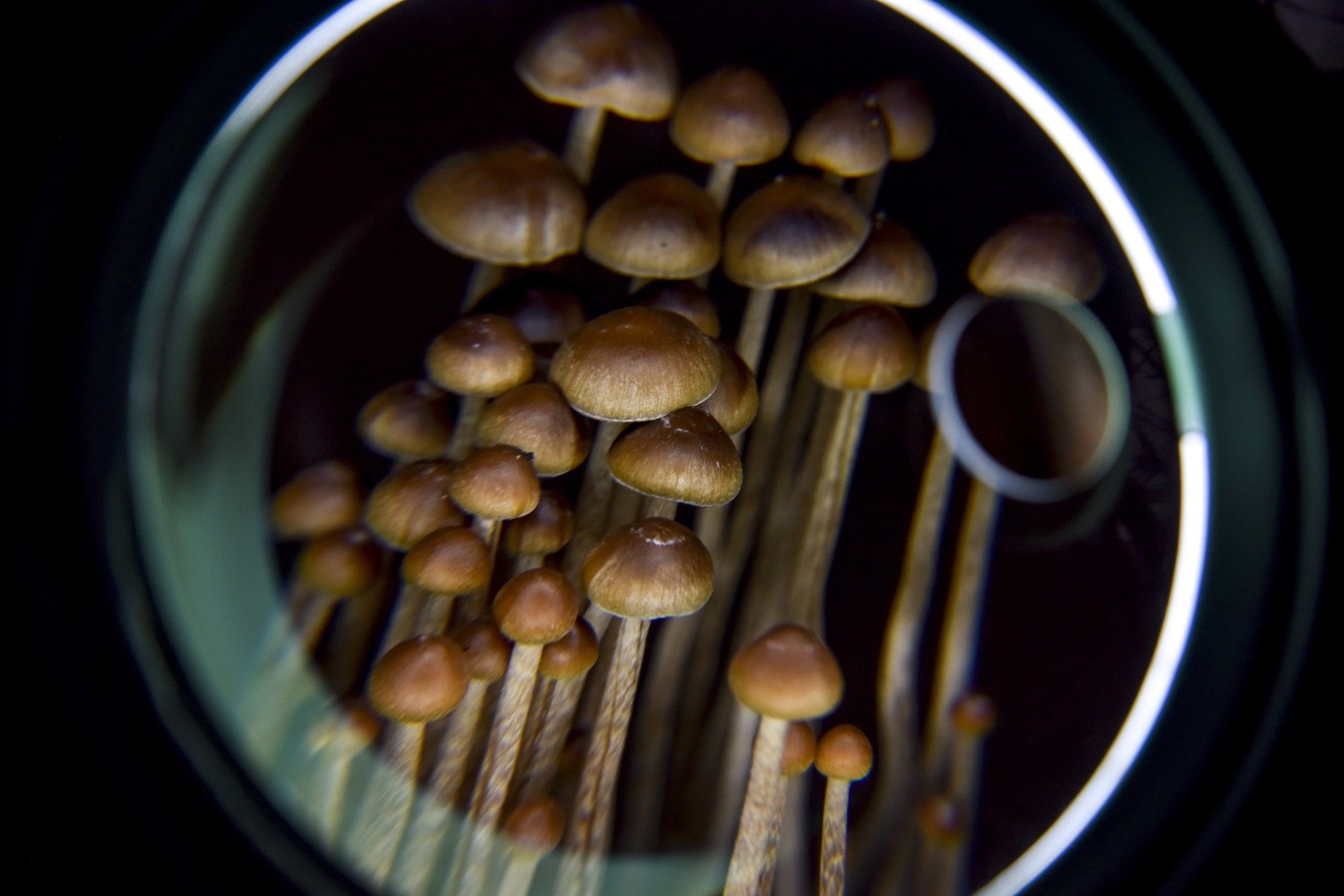 Psilocybin is an active compound found in magic mushrooms. Photo: Getty Images