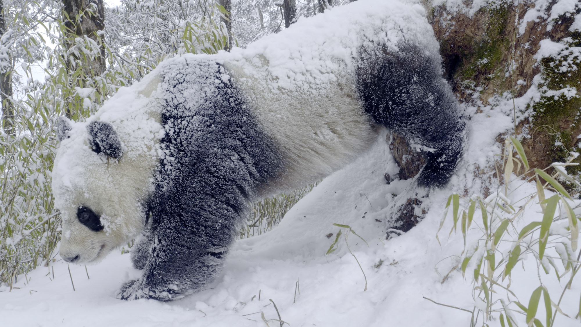 A panda performs a handstand to mark its territory in Frozen Planet II. Photo: BBC Studios