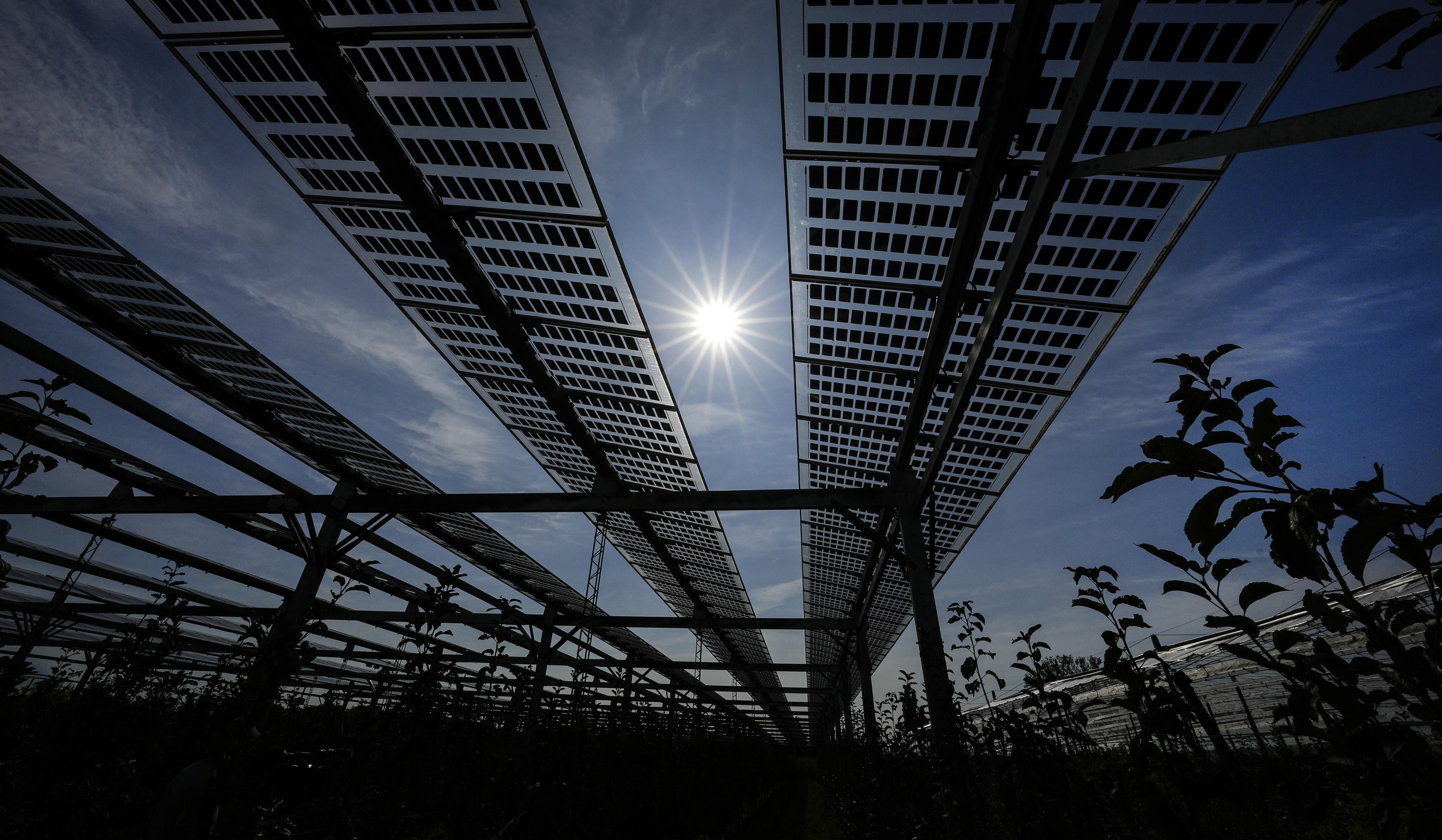 Solar panels are seen above an apple tree plantation in Gelsdorf, Germany. Long periods of sunshine took solar power generation in Europe to a record high this summer, helping reduce the need for gas imports at a time of sharply rising fossil fuel prices. Photo: AP
