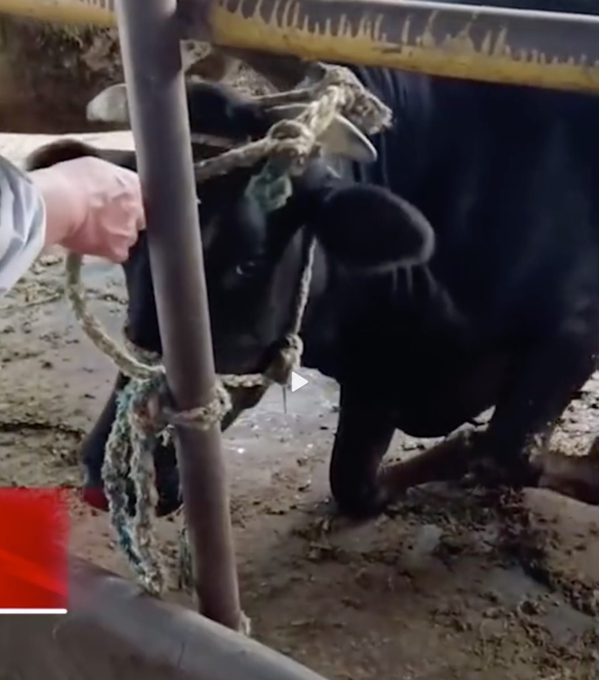 A cow in China knelt when its owner tried to sell it. Photo: Weibo