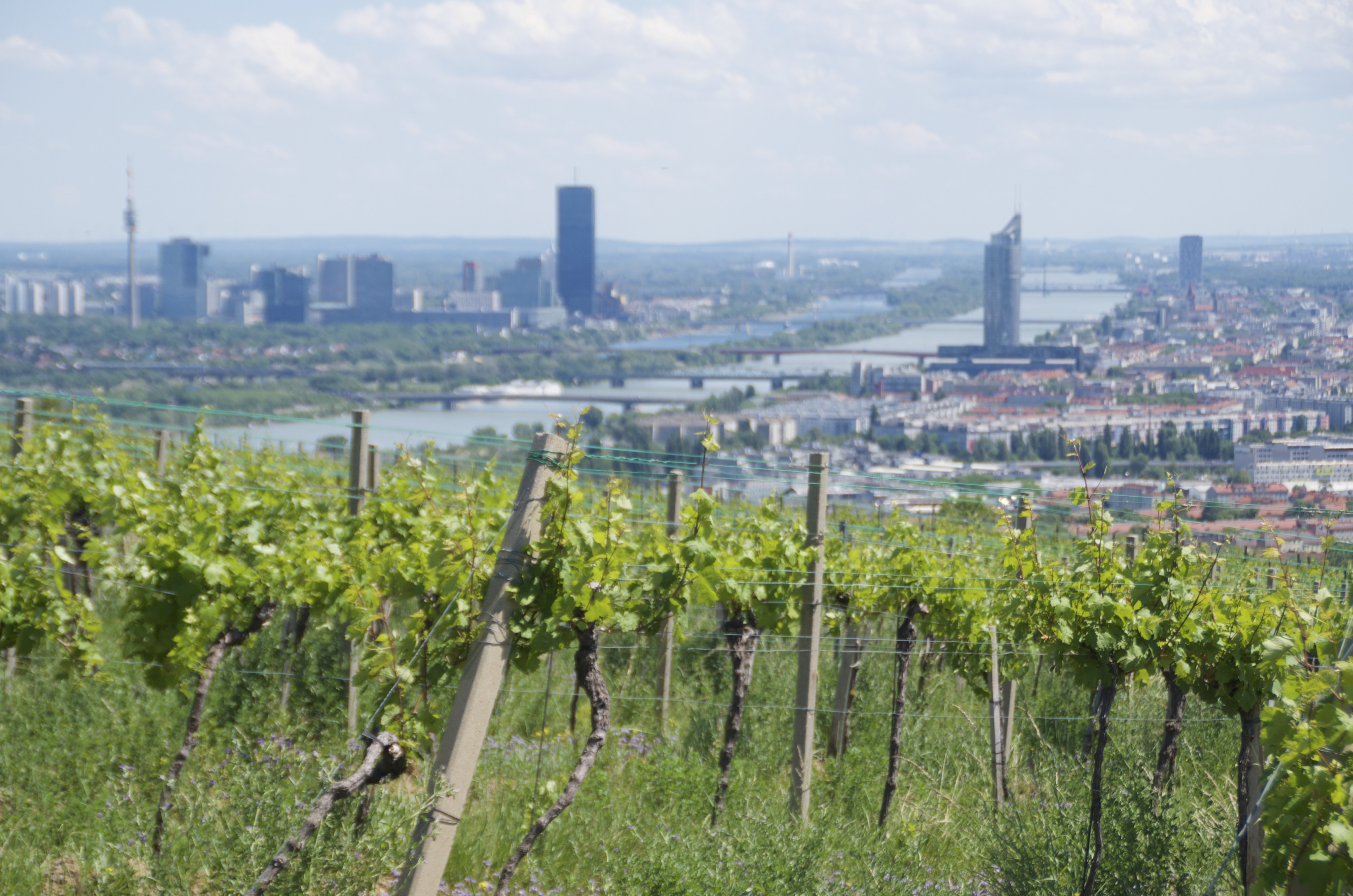 Vienna is the only capital city in the world which has vineyards within its city limits. Photo: Peter Neville-Hadley