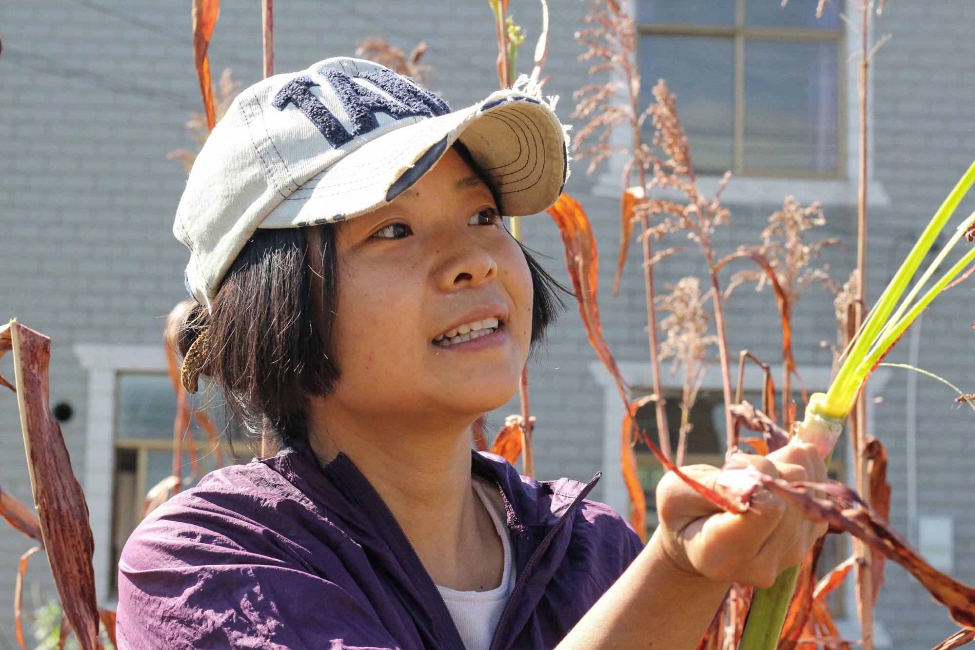 This photo taken October 28, 2021 shows farmer Hu Siqin chopping sweet sorgo in Chongming island in Shanghai. Photo: AFP