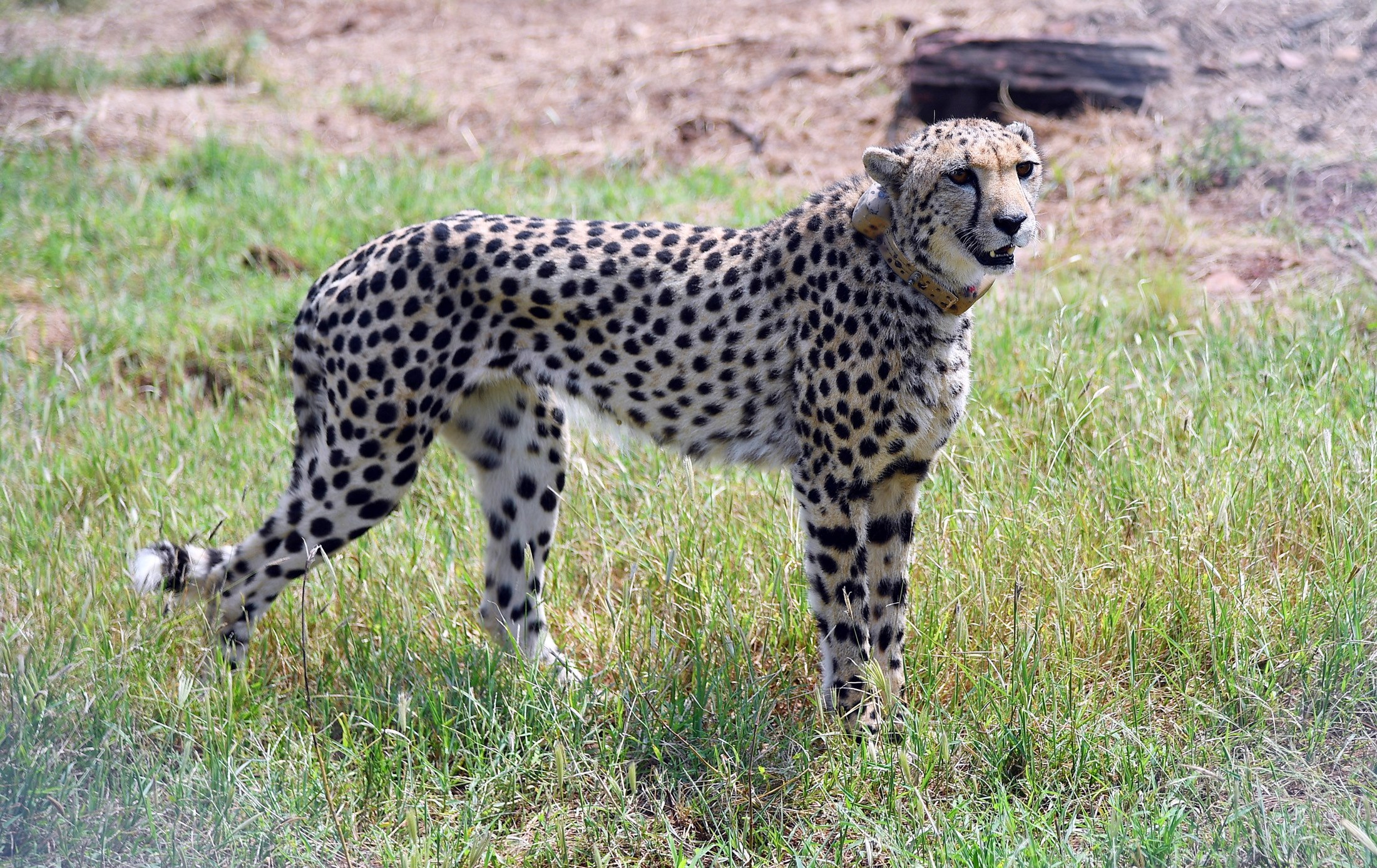A Namibian cheetah in Kuno National Park, Madhya Pradesh, India. Photo: EPA-EFE