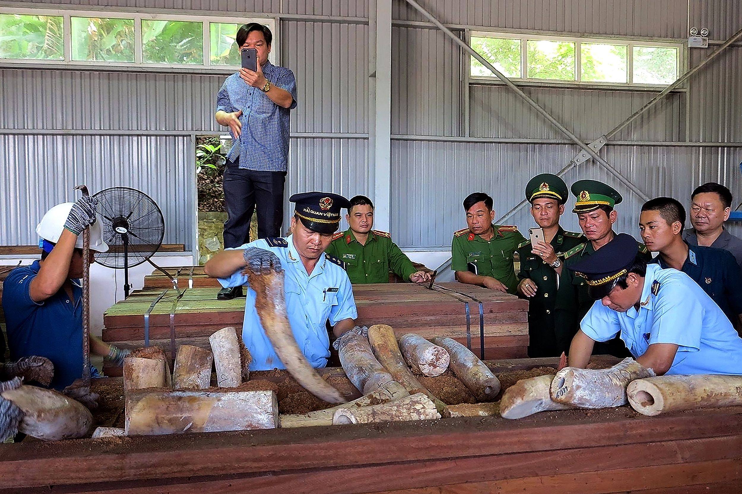 Vietnamese customs officials inspect seized suspected ivory inside a timber shipment from the Republic of Congo in 2019. Photo: AFP