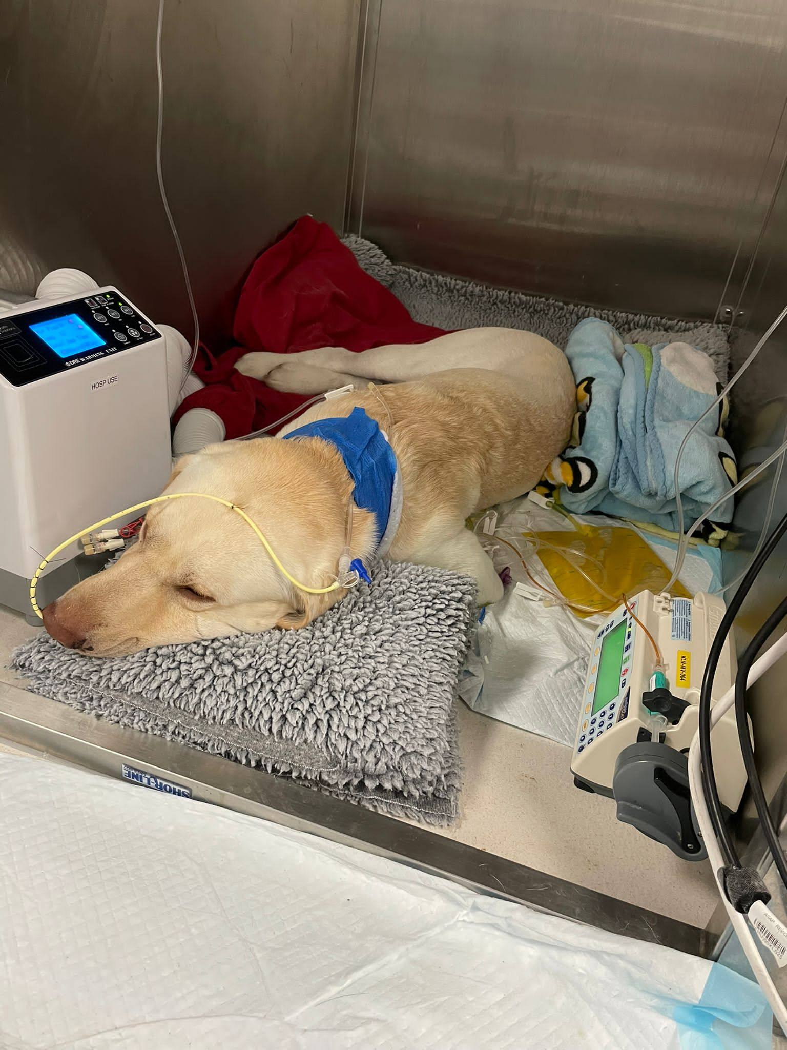 After becoming infected with leptospirosis, Buchi spent nine days in hospital, including two days on kidney dialysis. Photo: courtesy of Tong Jun-wan