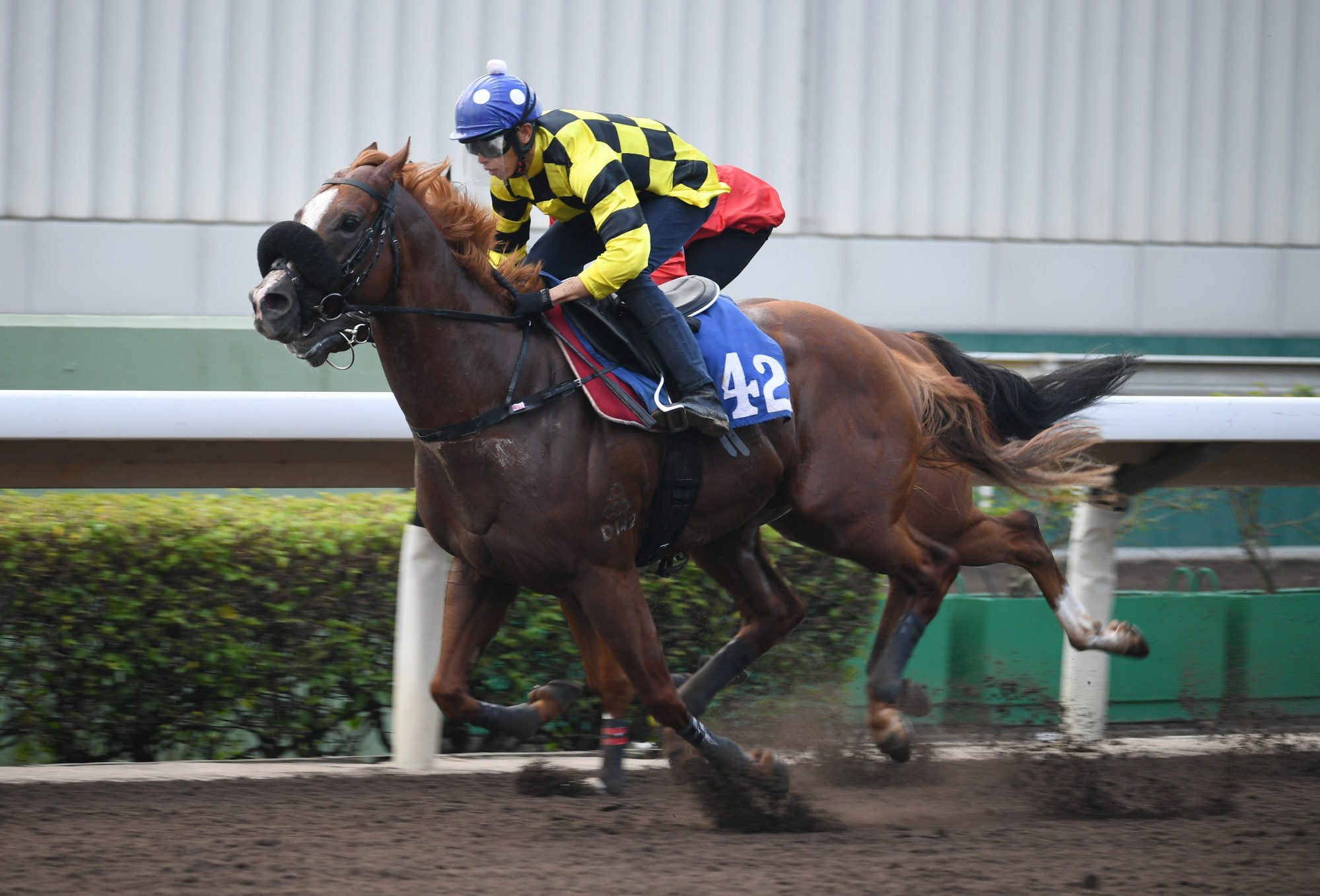 Vincent Ho puts Group One winner Stronger through his paces in a Sha Tin dirt trial on September 20.