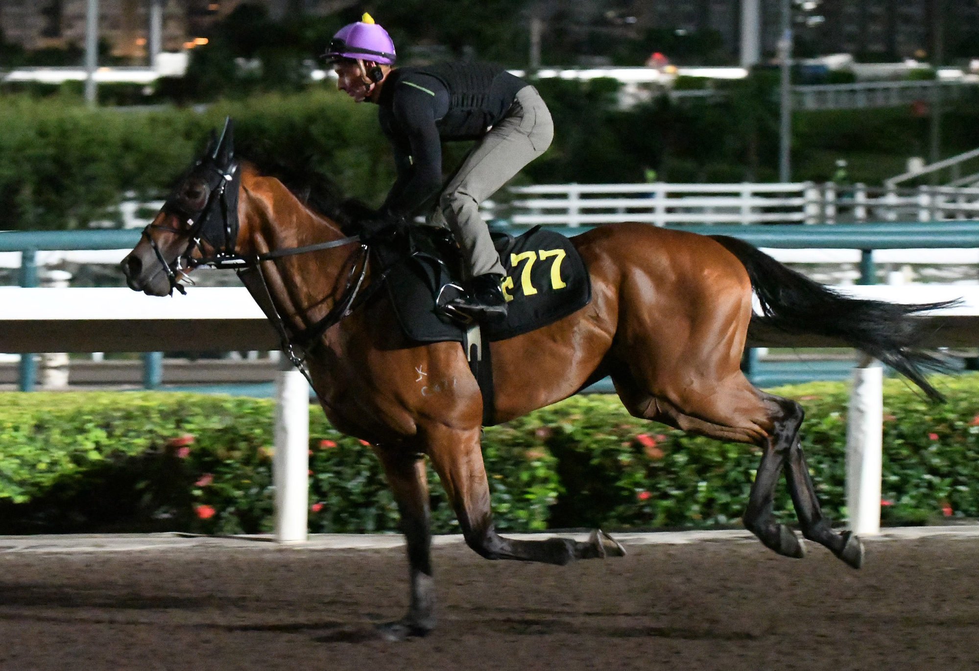 Flying On The Turf gallops on the dirt ahead of being Jamie Richards’ first runner in Hong Kong.