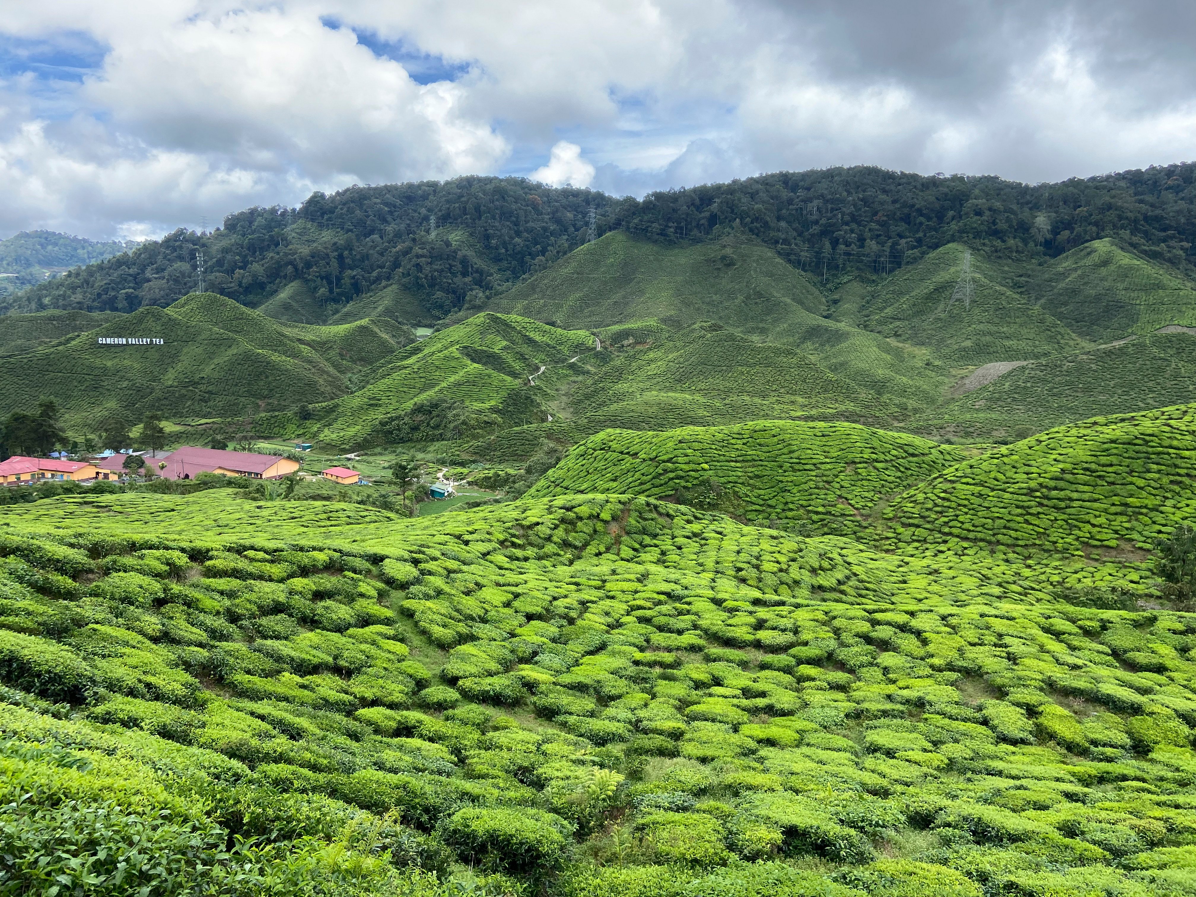 Tea plantations in Malaysia’s Cameron Highlands. Photo: Lise Floris