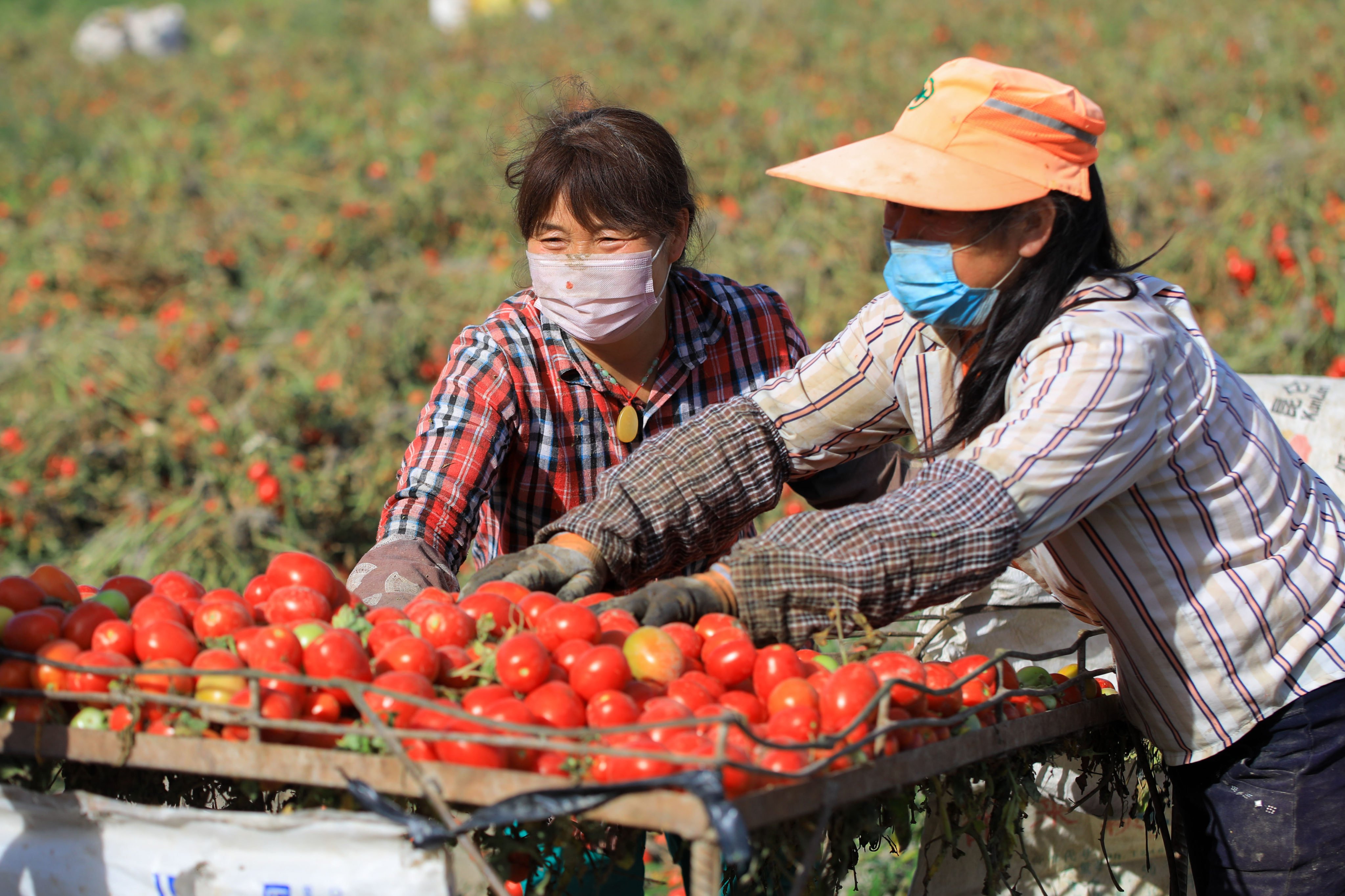China is the world’s top tomato producer and Xinjiang is the hub of domestic production thanks to numerous geographic and climate advantages. Photo: Xinhua
