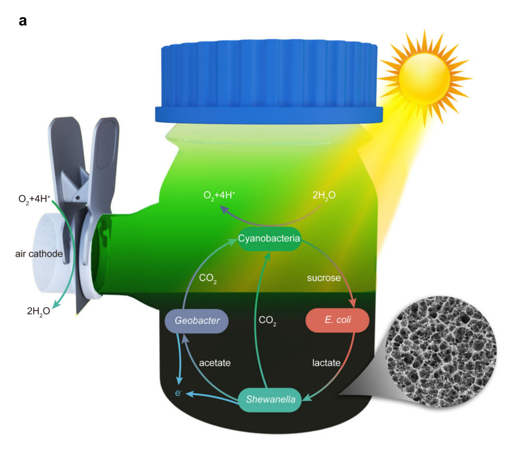 The battery fabricated in a single-chamber electrochemical device. Image: Zhu Huawei