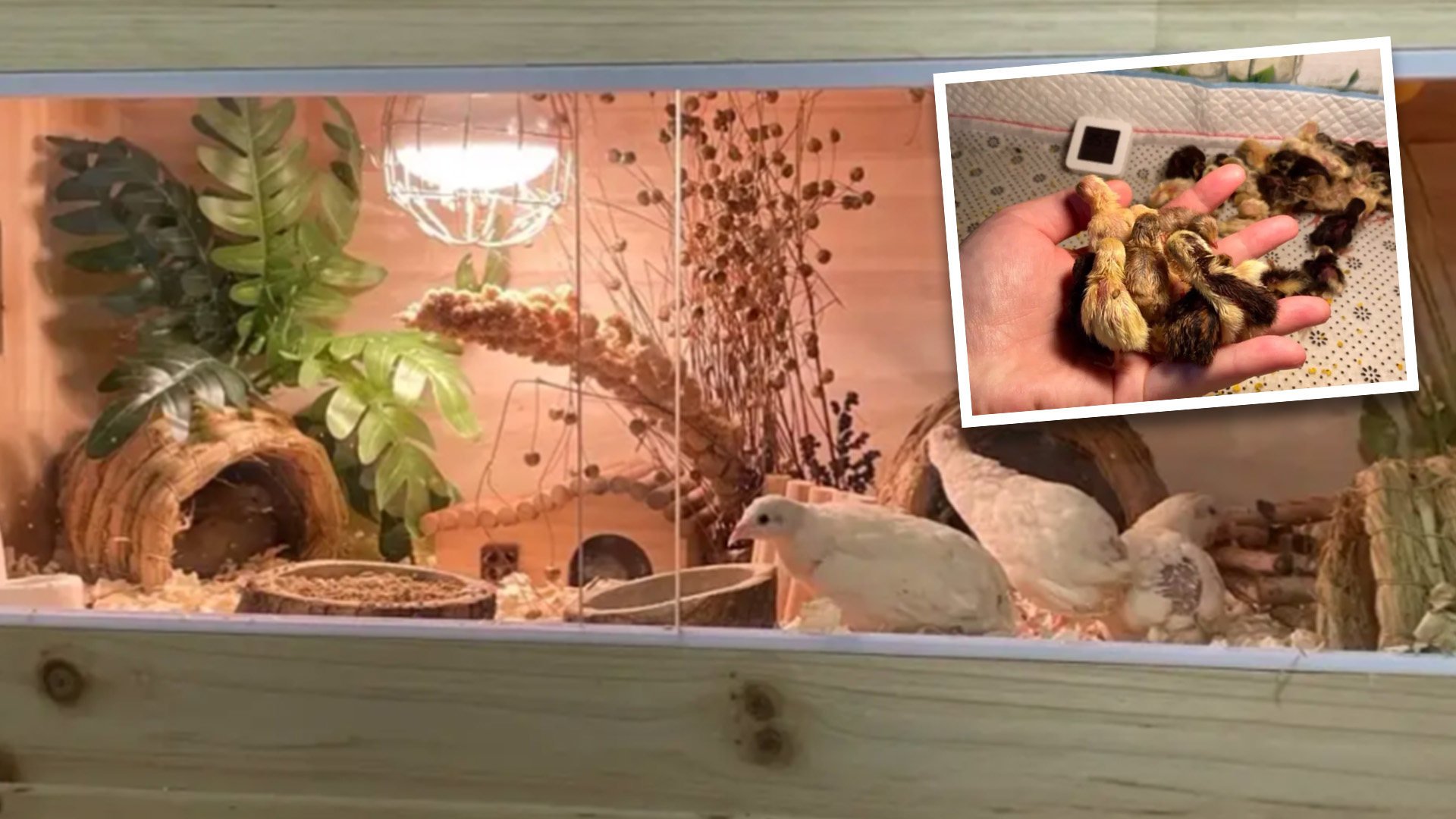 At the size of an adult’s fist and weighing around 50 grams, rutin chickens have many fans who consider them both adorable and good egg producers. Photo: SCMP composite