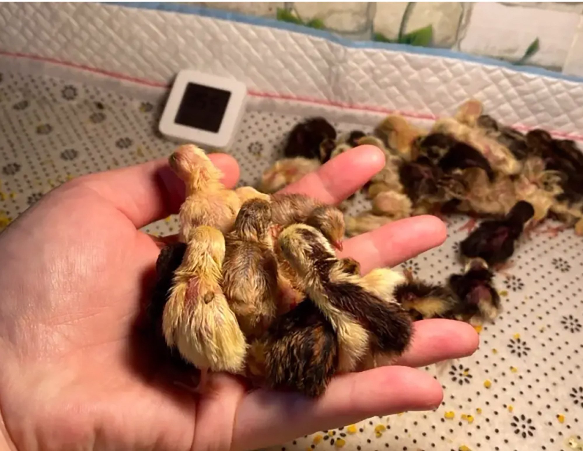 A clutch of rutin chicks in a person’s palm. The hybrid bird is a cross between a quail and a partridge. Photo: Toutiao.com