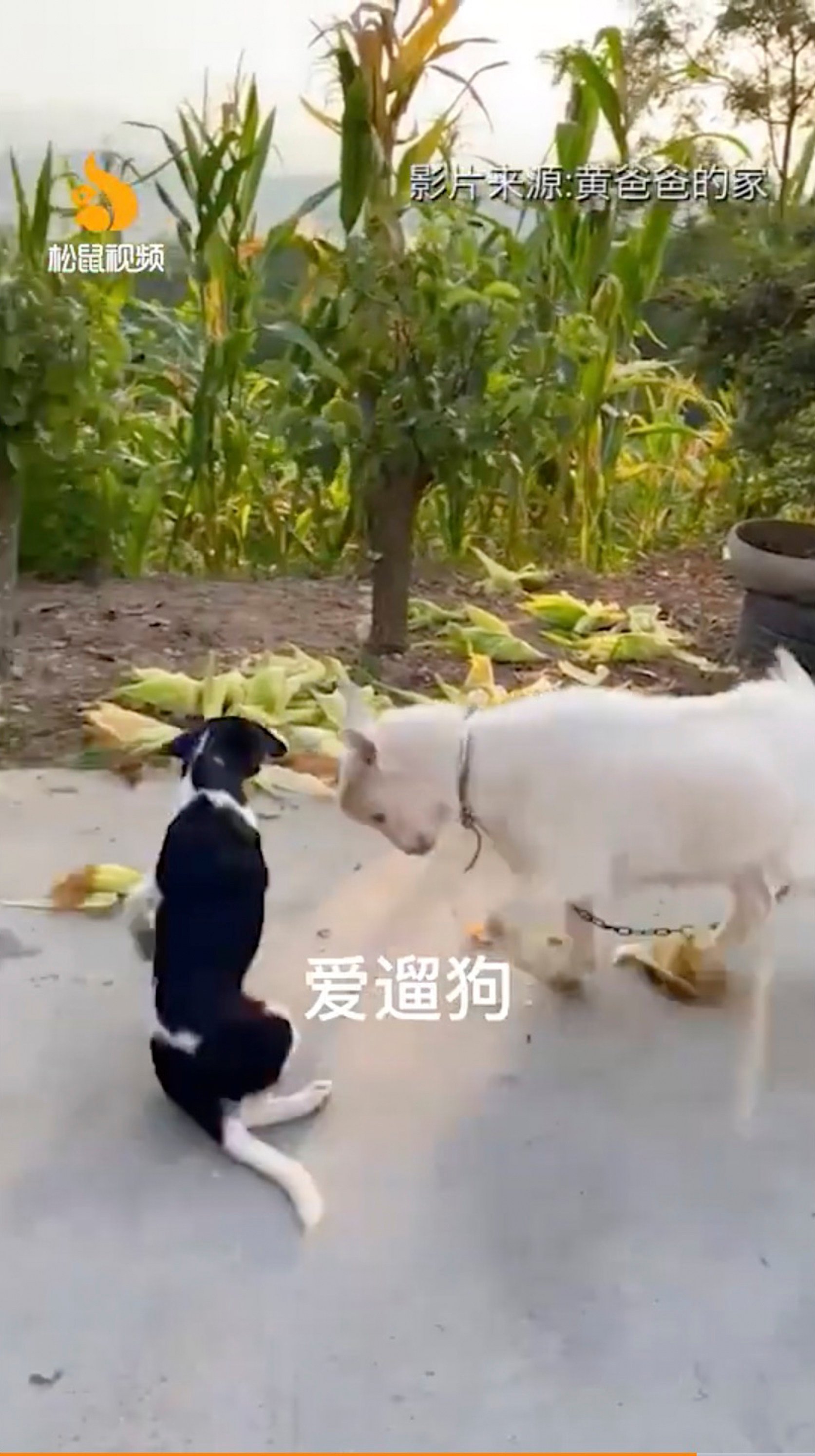 Kaochuan does not always make friends with the other pets according to his owners. Photo: Weibo