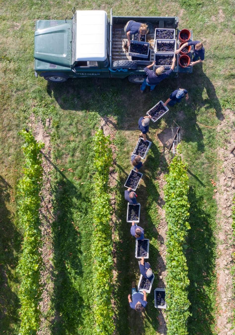 Pickers hard at work at the Nyetimber vineyards. Photo: Nyetimber