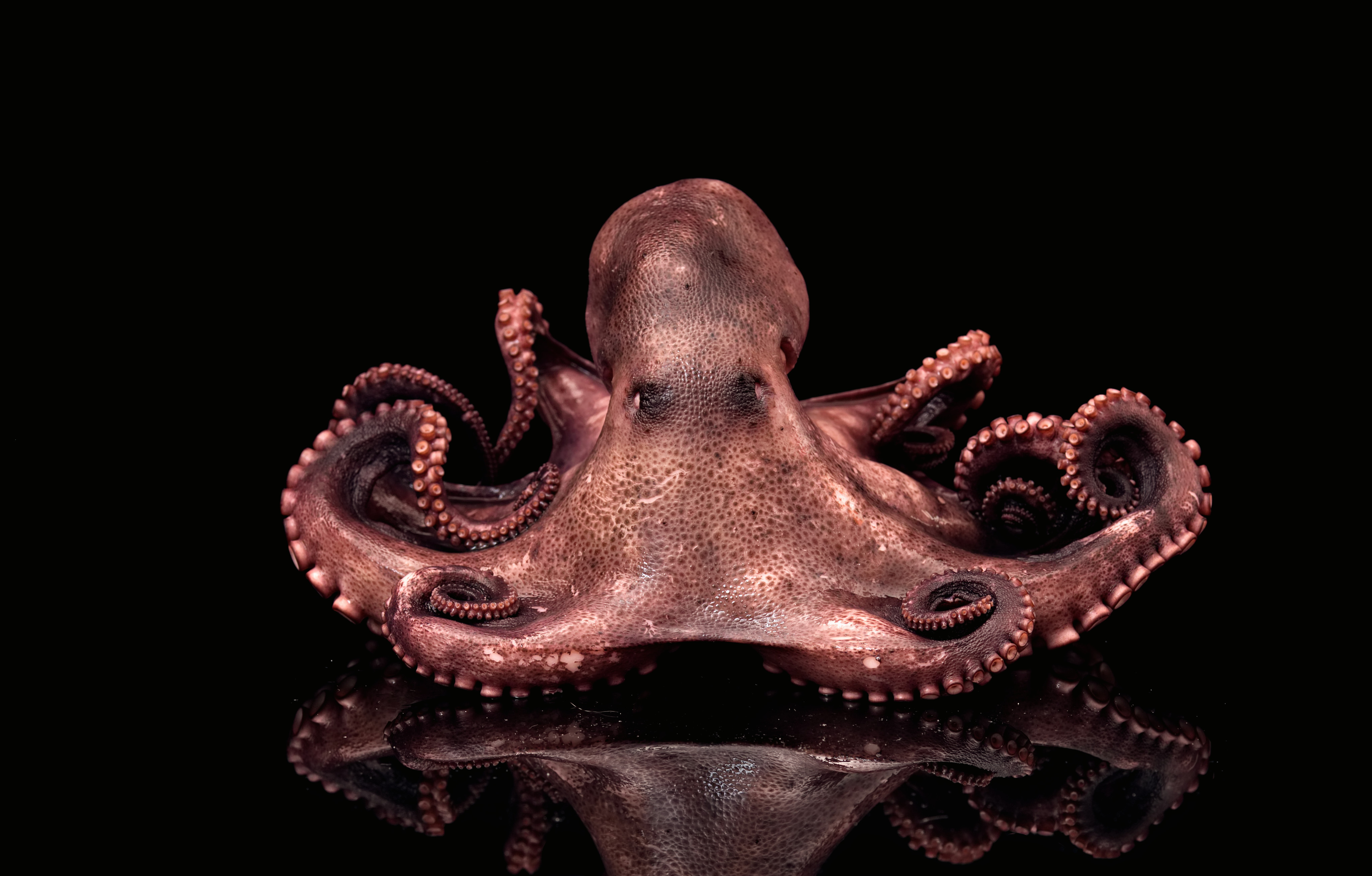 In ancient Greek, the octopus was known as “polypous”, or “many-footed”, which was later borrowed into Latin as “polypus” (with forms in other languages). Photo: Getty Images
