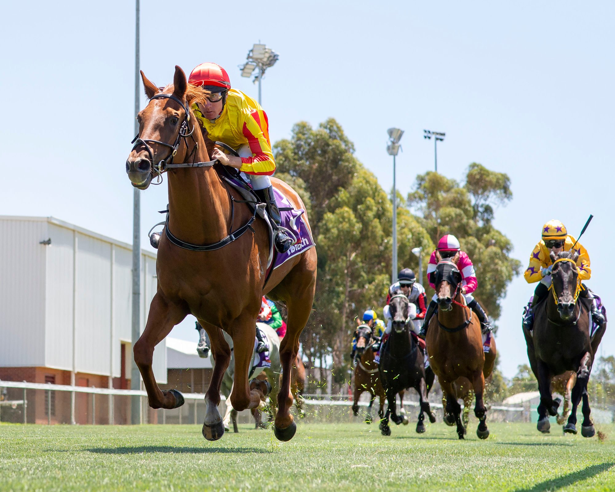 Beauty Joy, then called Talladega, wins under William Pike on debut at Narrogin in Australia. Photo: Western Racepix