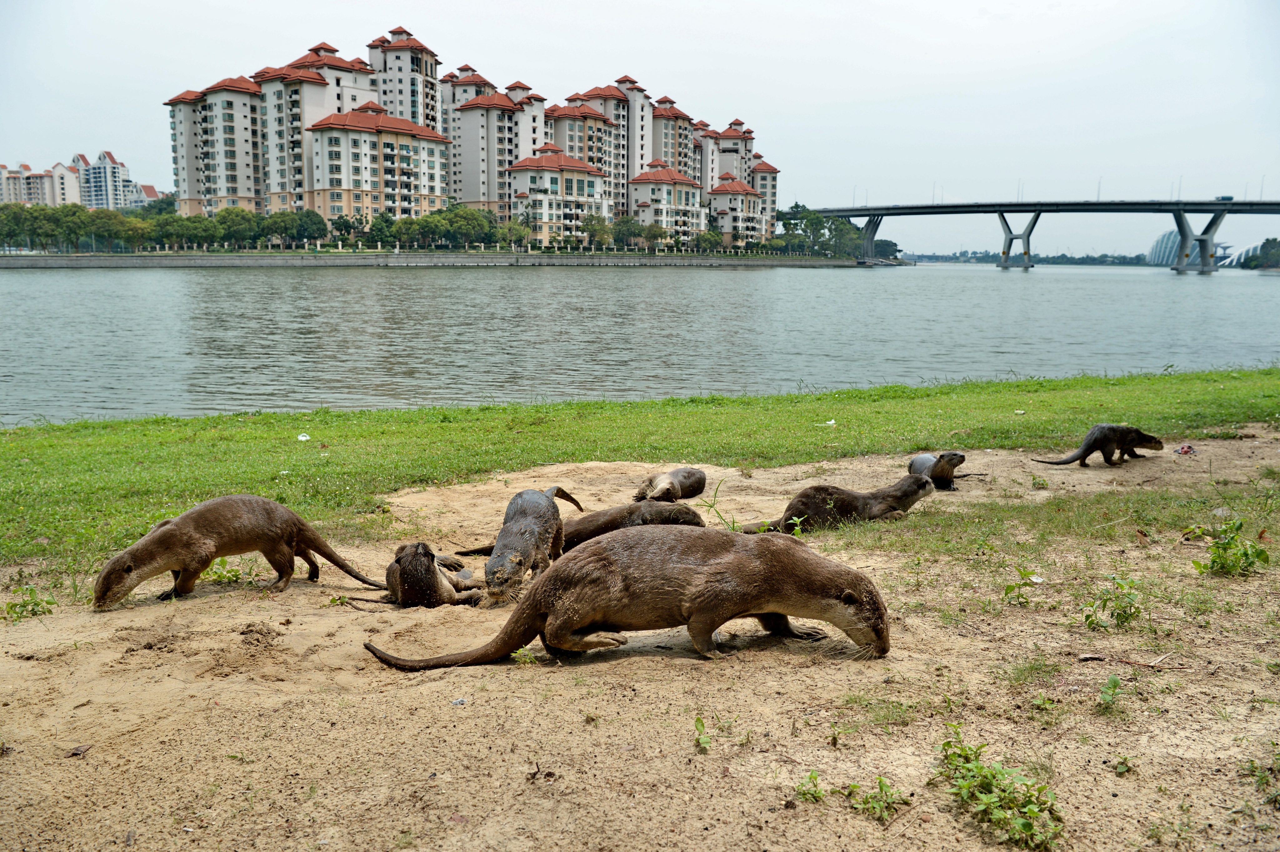 Singapore hopes to relocate its otters, by moving them out of residential estates and to areas where they have access to their natural food sources. Photo: AFP
