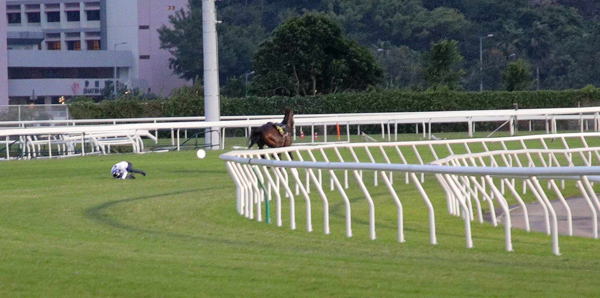 Jockey Vincent Ho tumbles to the turf after being thrown from Golden Sixty.