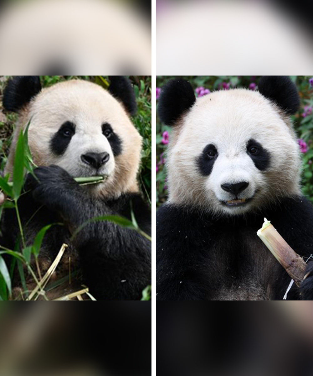 Two giant pandas leave China to begin journey to Qatar, the host nation of the Fifa 2022 World Cup. Photo:  SCMP composite
