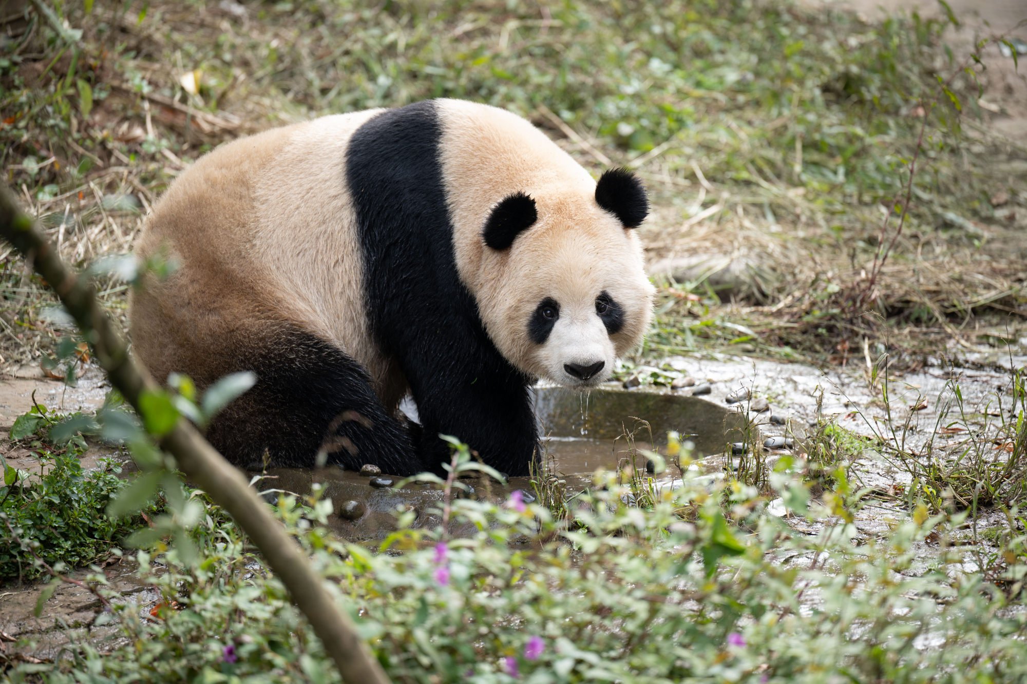 Jing Jing plays at his home in Sichuan. Photo: Xinhua