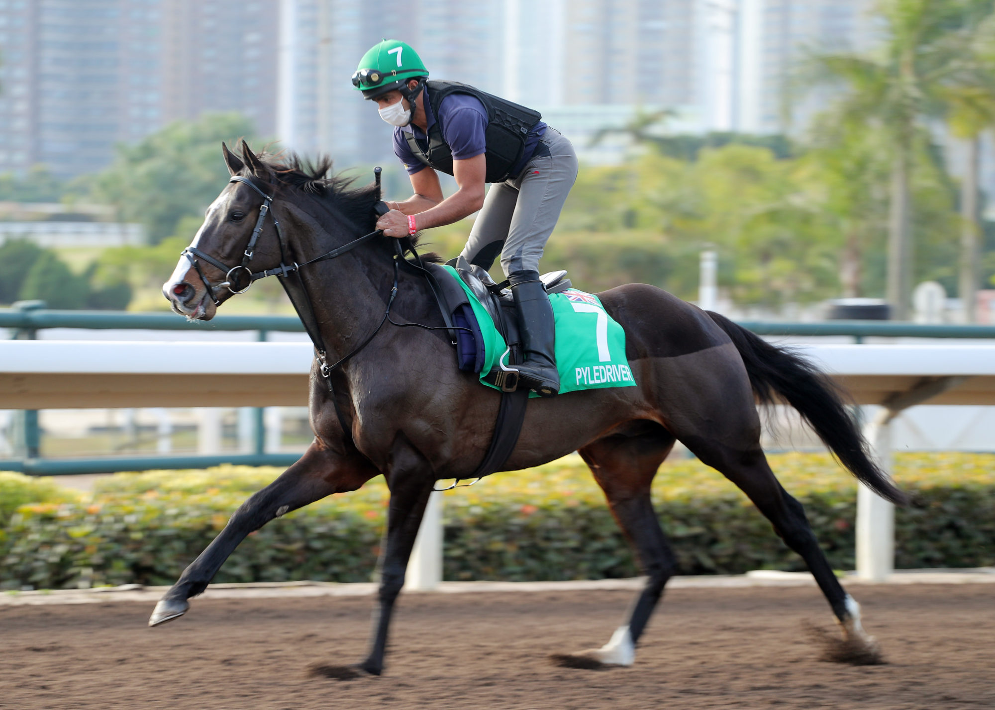 Pyledriver tunes up for last year’s Hong Kong Vase.