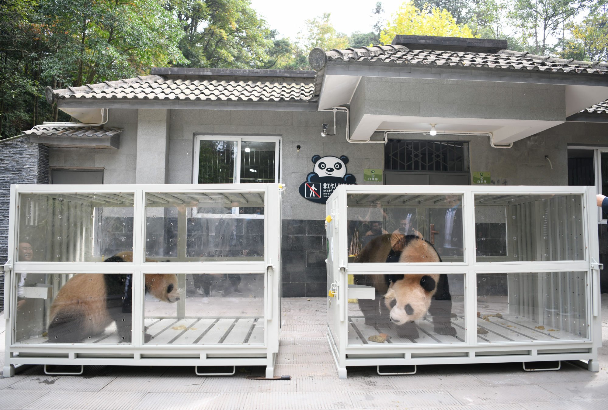 Si Hai (left) and Jing Jing prepare for their journey to Qatar. Photo: Xinhua