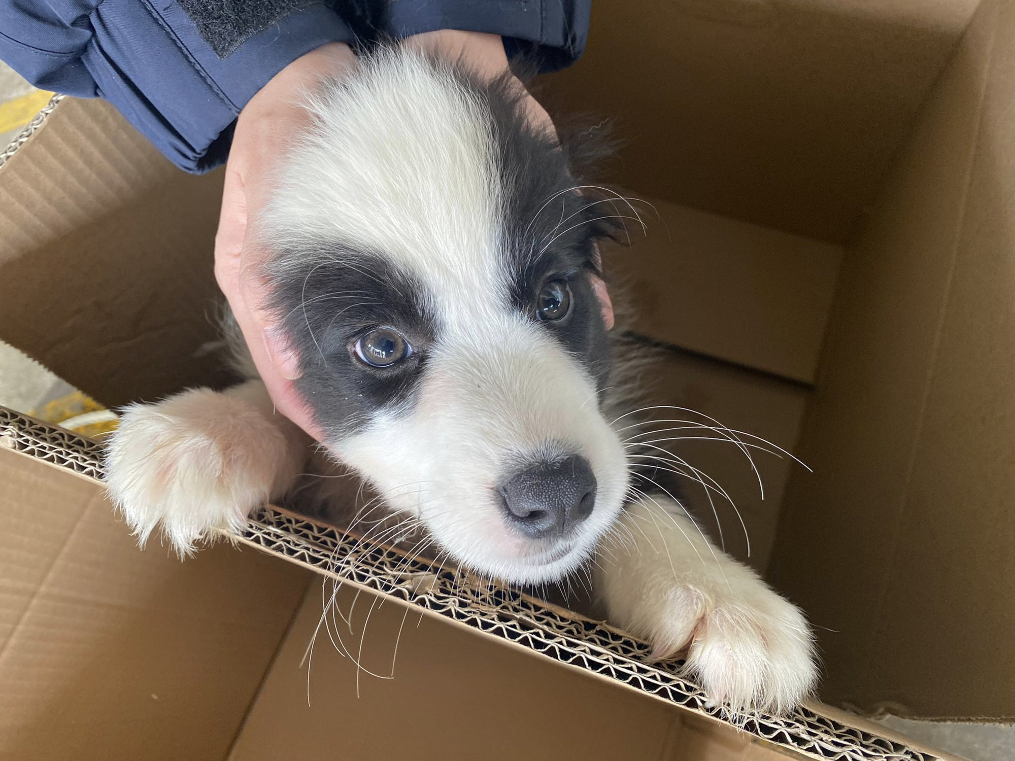 One of the puppies rescued in a joint anti-smuggling operation in Ha Pak Lai. Photo: Handout