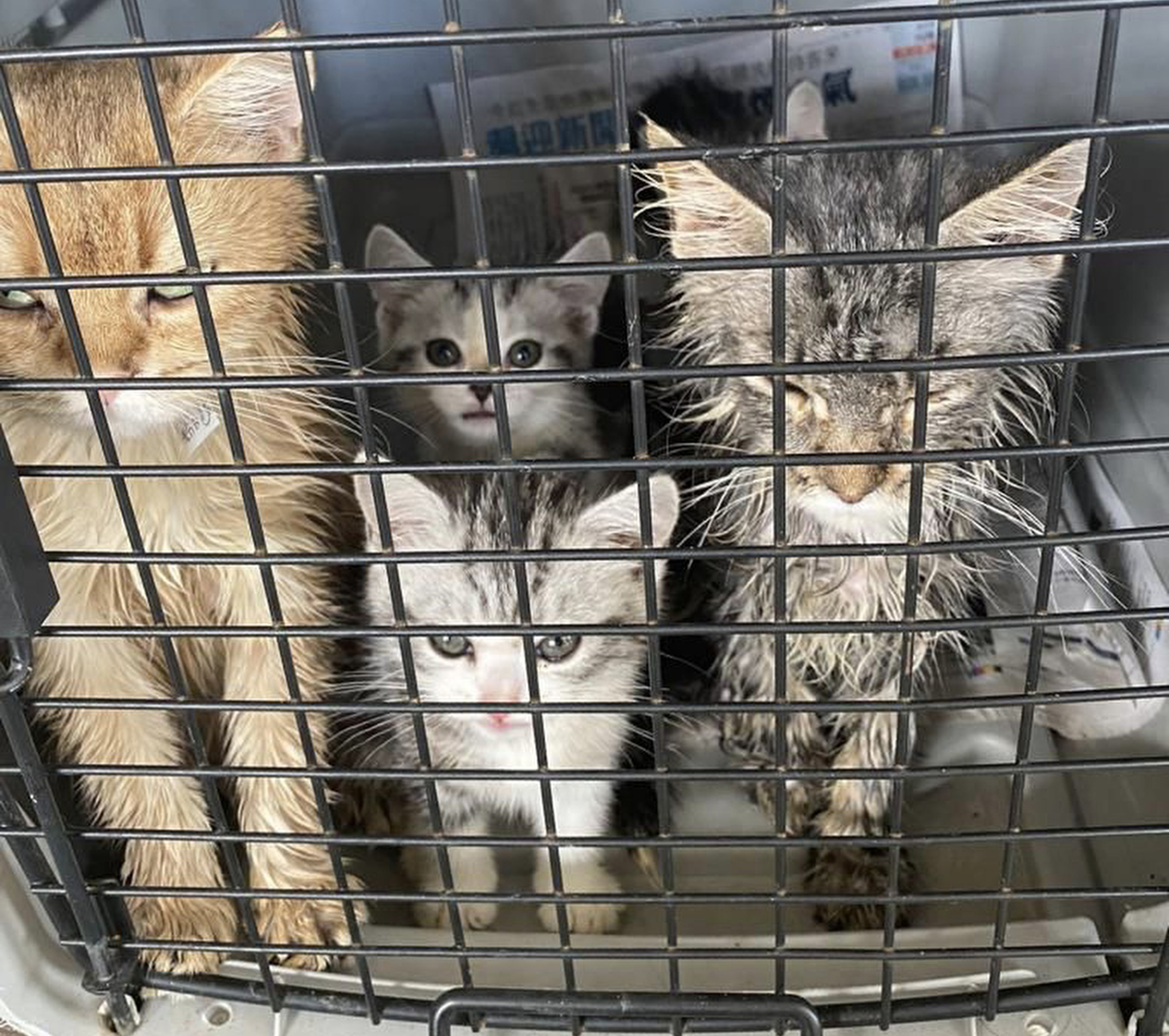 Puppies and kittens were rescued in a joint anti-smuggling operation in Ha Pak Lai in the early hours of Thursday. Photo: Handout