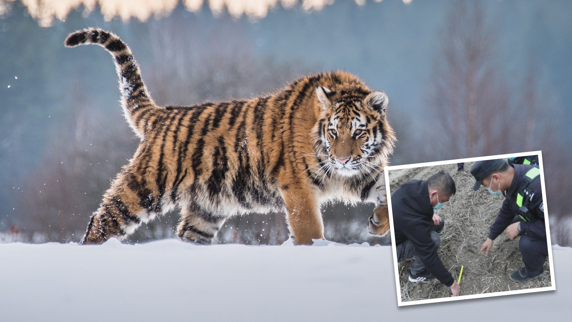 Siberian tigers discovered in northeast China raised hopes that the population is on the rebound. Photo: SCMP composite