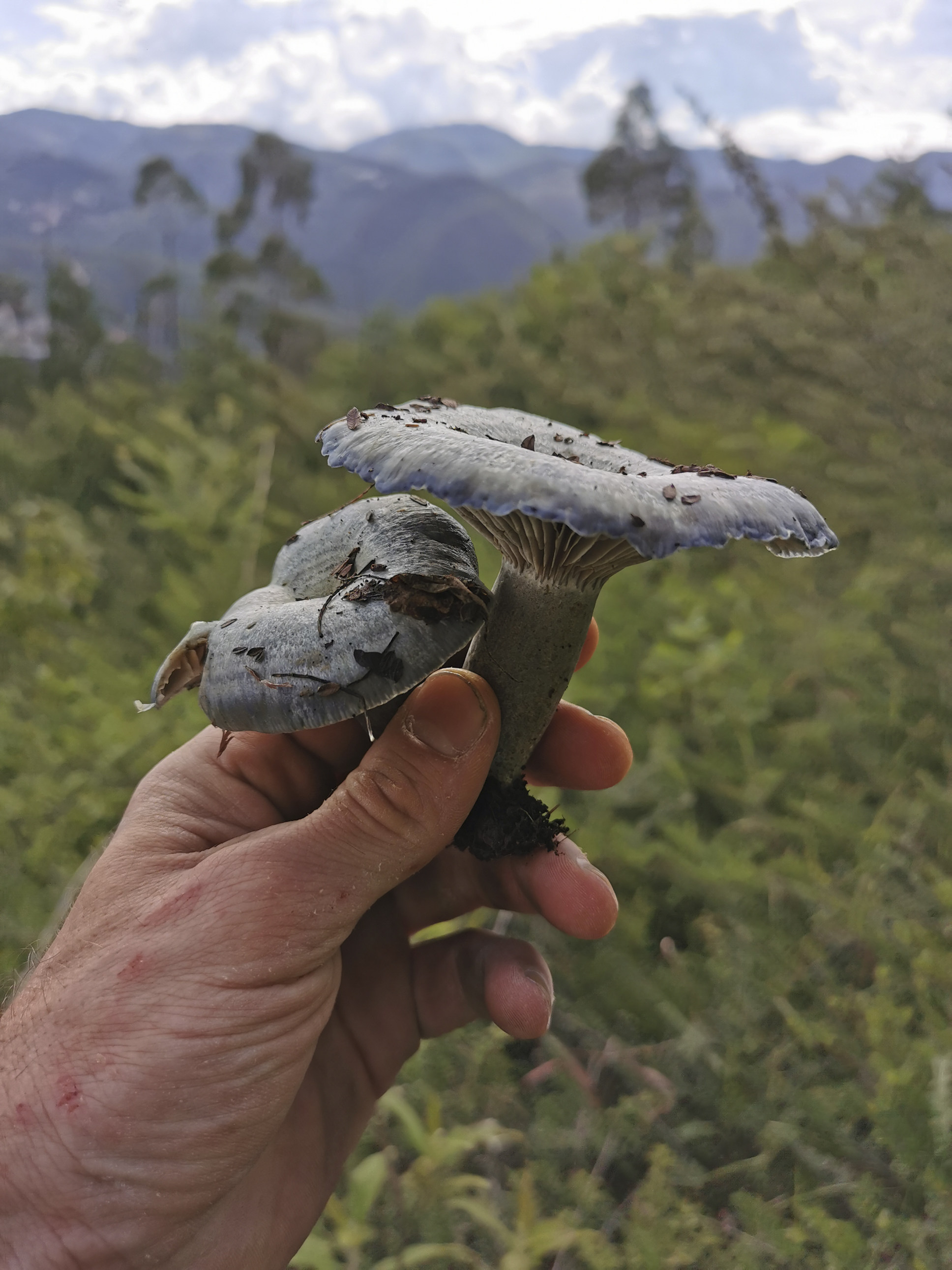 The indigo milk cap mushroom is unusually rich in dietary fibre, though little research has been done on its wider health and nutritional benefits. Photo: Pavel Toropov