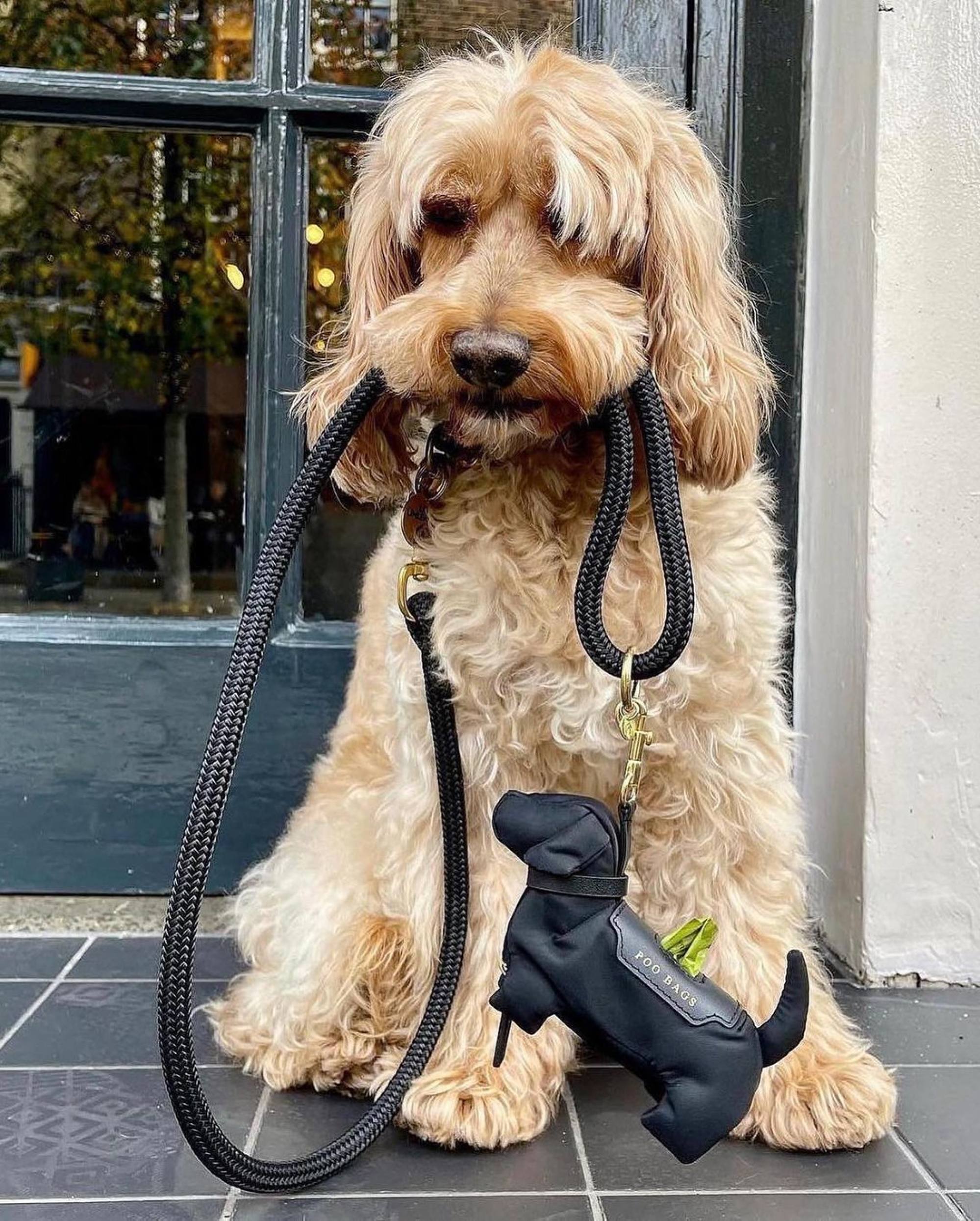 Goyard Dog Leash Collar Strap Orange Coated Canvas Short Animal Pet  Accessories