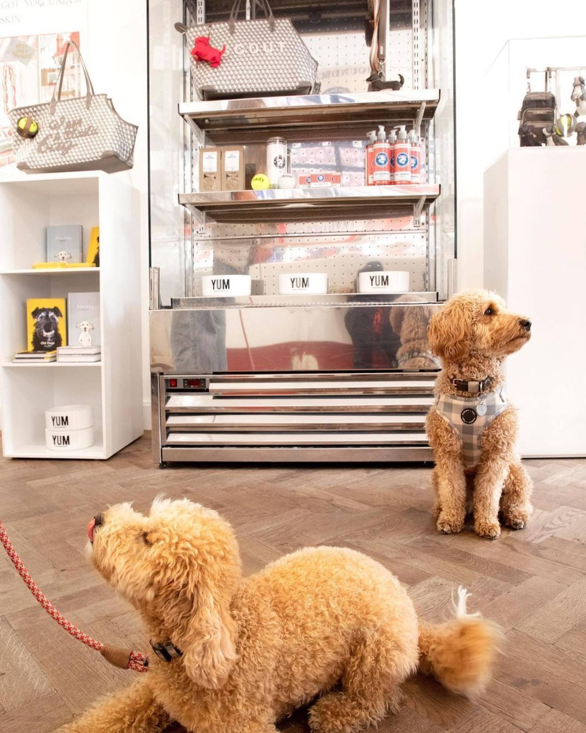 Luxury Brands Prada, Versace Are Getting Into the Pet-Care Market