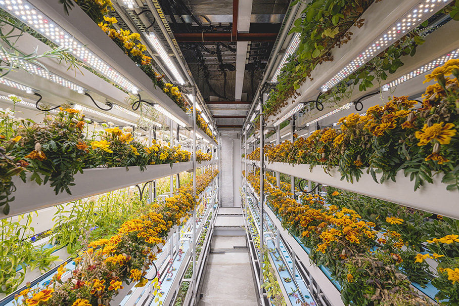 Smart interior design has enabled Full Nature Farms to thrive indoors growing  crops sustainably for Hong Kong restaurants. Photo: Full Nature Farms