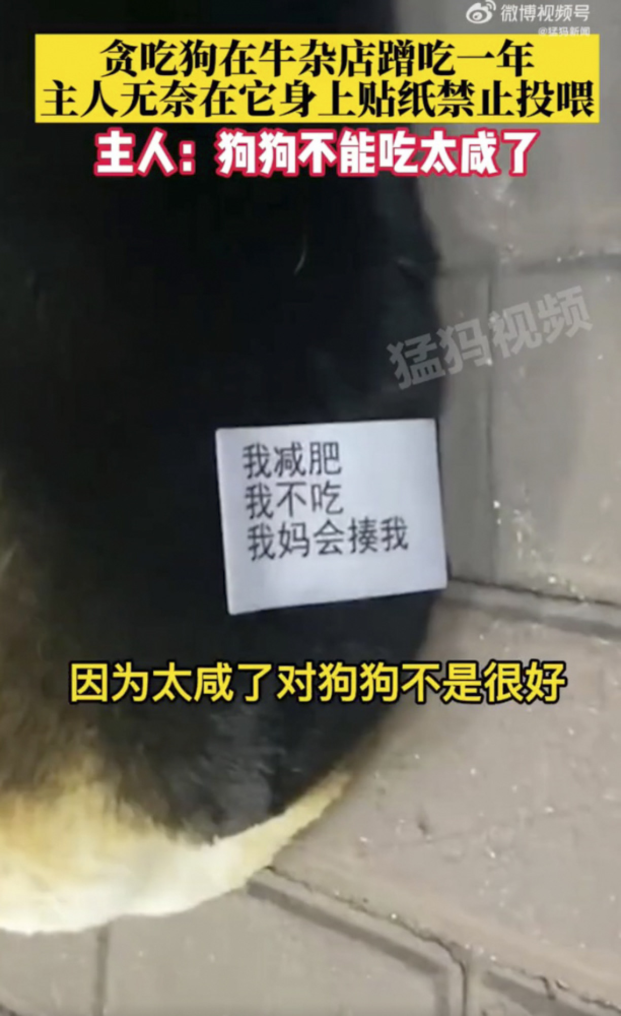 In one note the owner threatened to abuse her dog if people fed it: “I’m fat, I need to lose weight so don’t feed or my mum will beat me”, it warned. Photo: Weibo