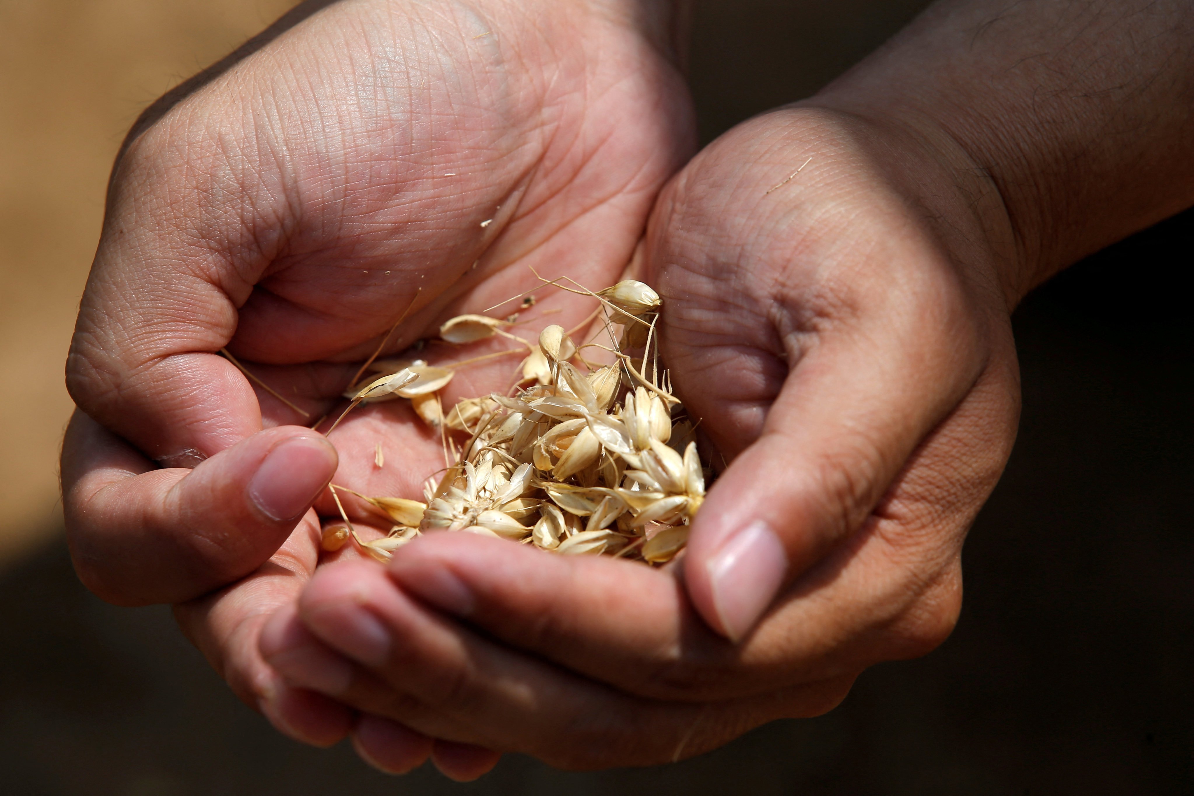 A Syngenta Group staff member displays wheat at a demonstration farm in China on June 11, 2021. The company is one of the world’s biggest suppliers of seeds, pesticides and fertilisers. Photo: Reuters