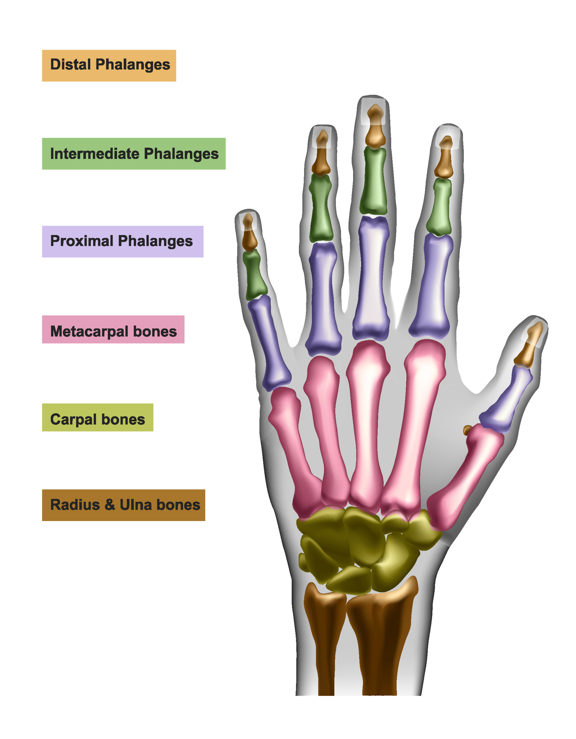 What your hands say about your health, from arthritis to diabetes ...