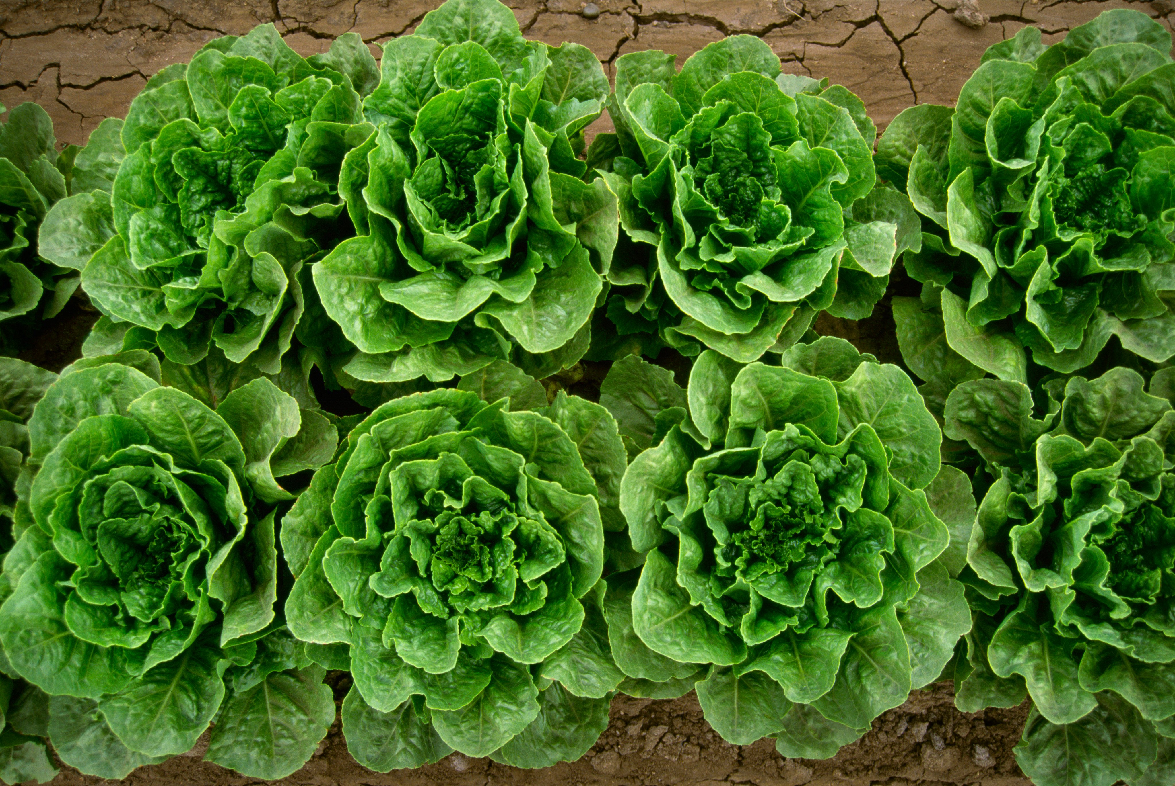 The origins of all varieties of lettuce can be traced to a weedy form first used in ancient Egypt, the pressed seeds of which were a source of cooking oil. Photo: Getty Images