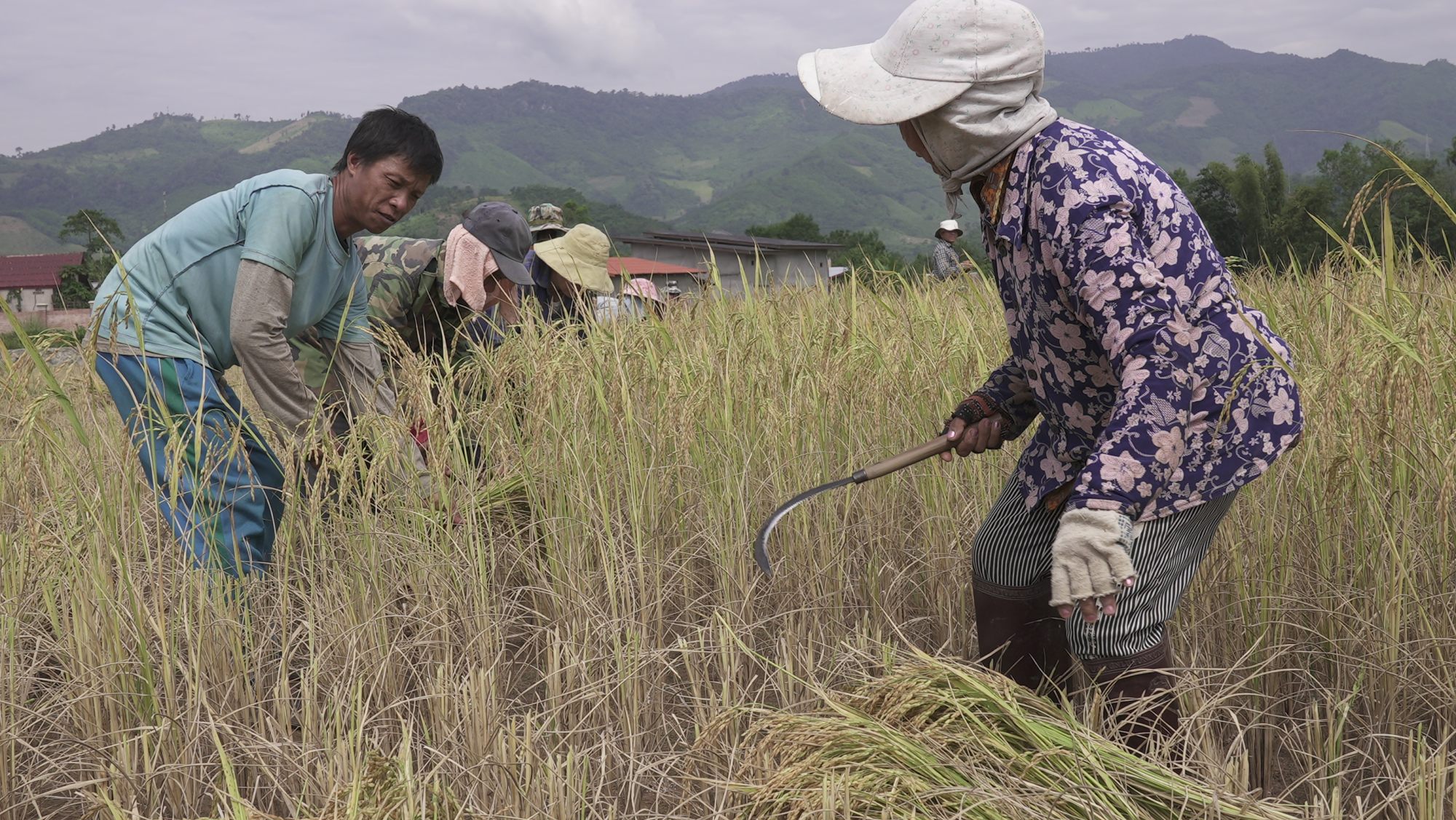 Farmers harvest rice in Oudomxay province, Laos, on land leased by Chinese investors. Photo: Aidan Jones