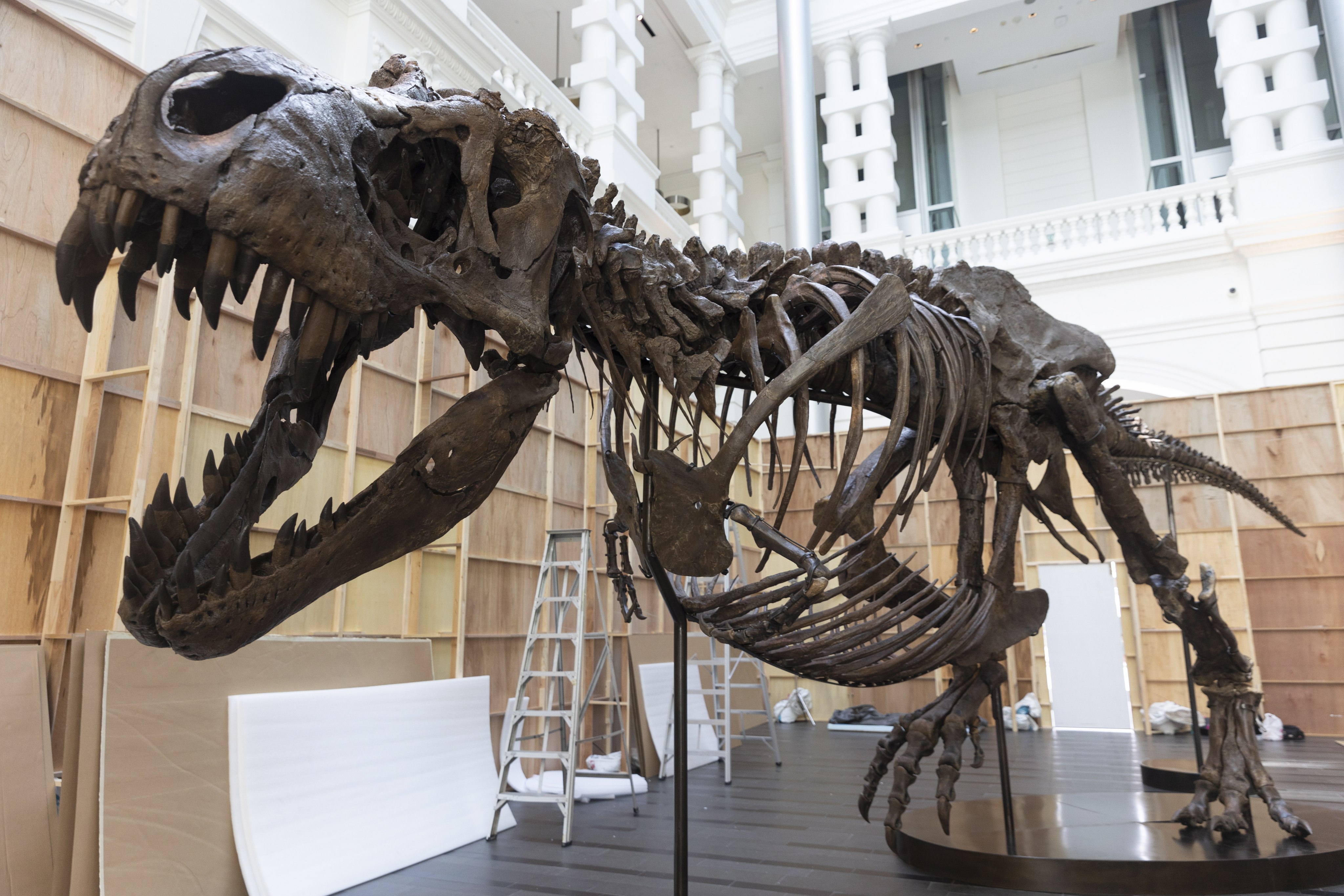 T-rex skeleton in Singapore is a first for Asia experts have got a bone to pick about 'harmful' auctions | South China Morning Post