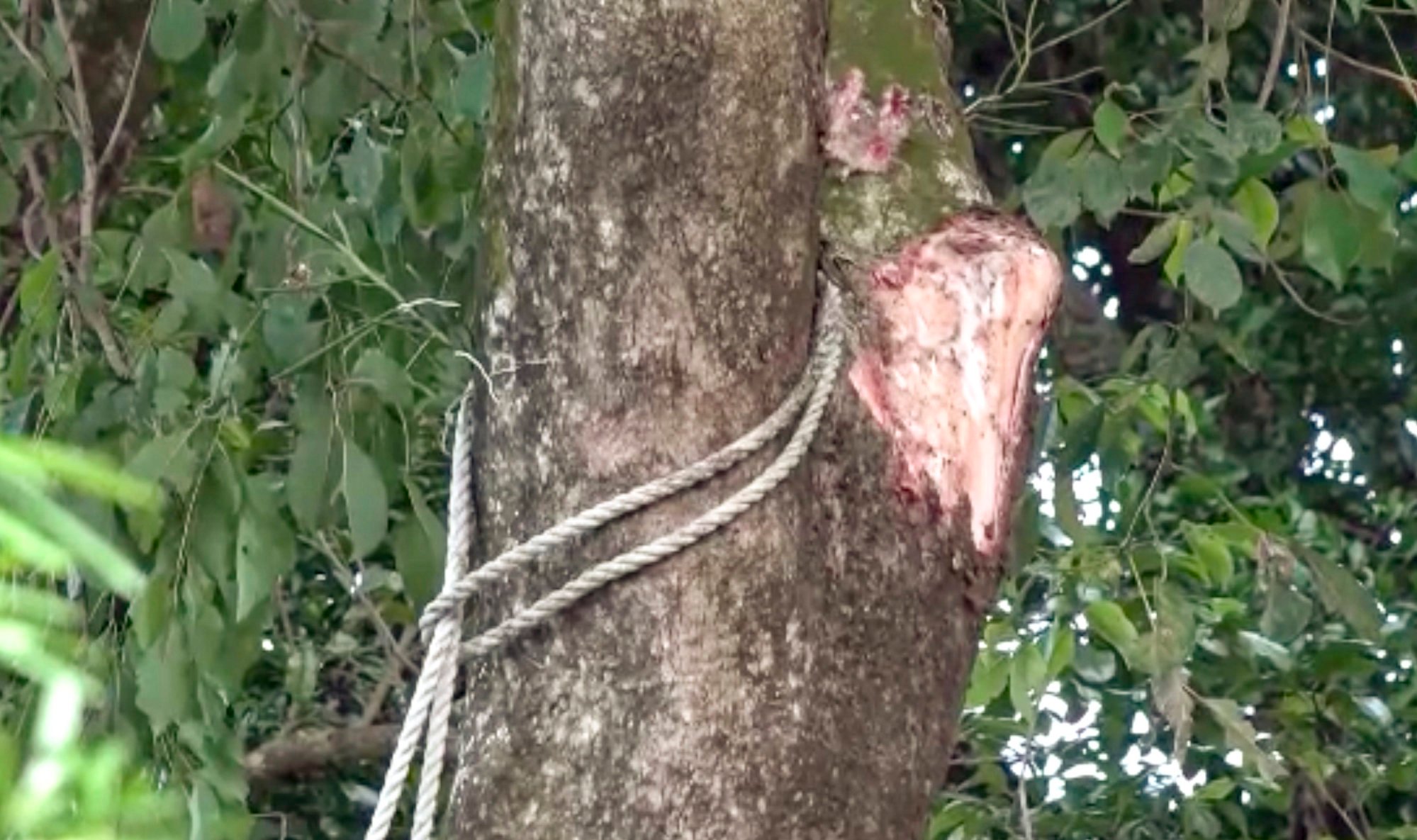 The villagers had been using ropes during the clearing work. Photo: Handout