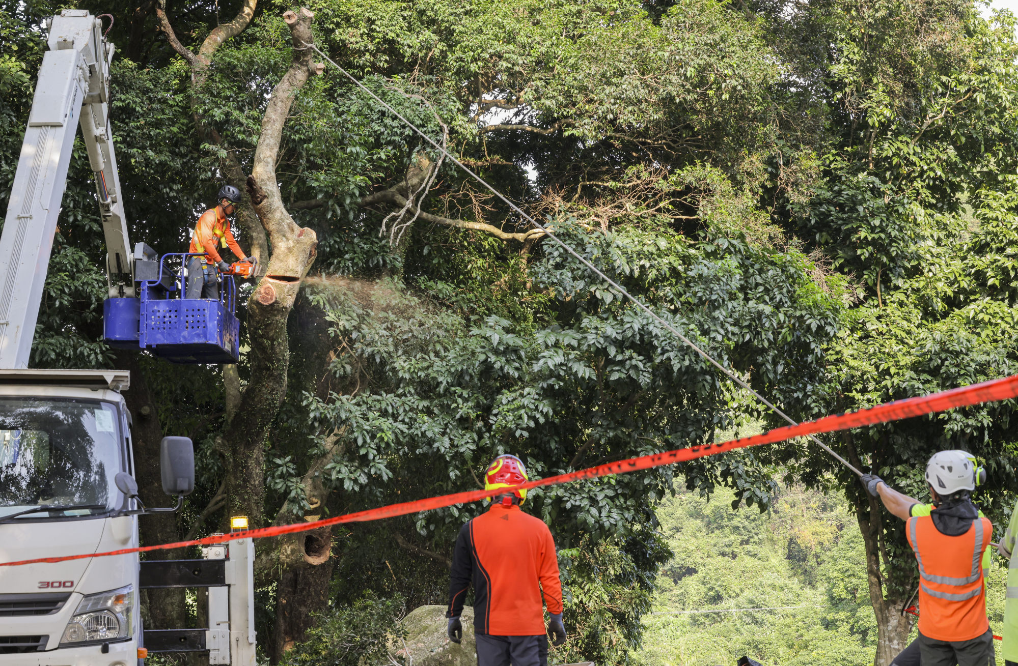 Workers remove trees that could pose a safety risk to residents. Photo: Jelly Tse