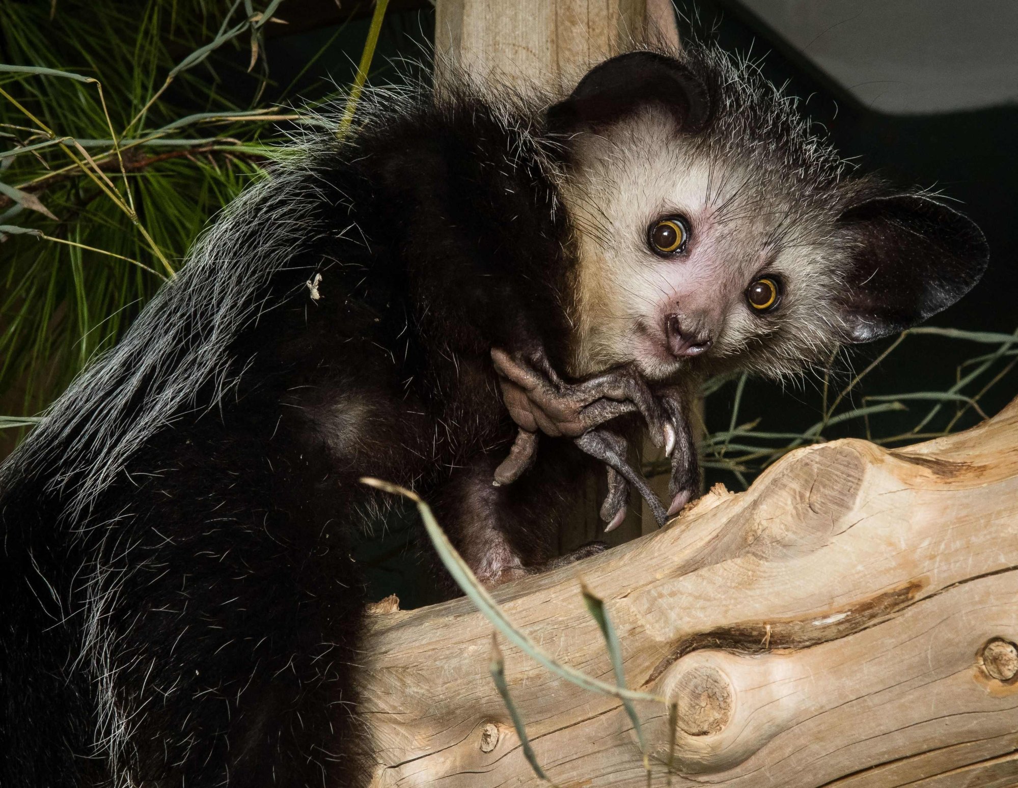 Aye-aye recorded picking nose and eating snot for the first time