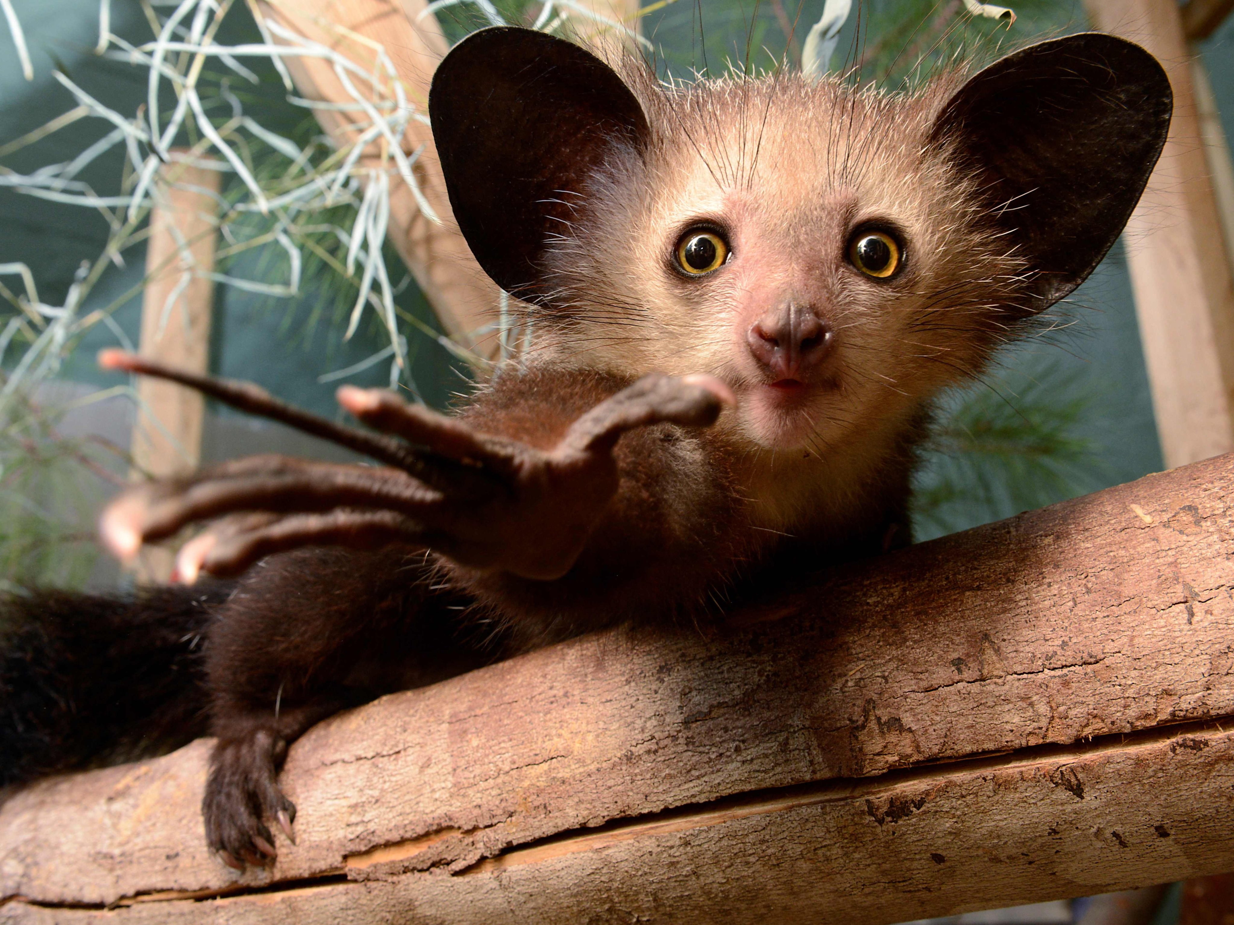 Aye-aye recorded picking nose and eating snot for the first time