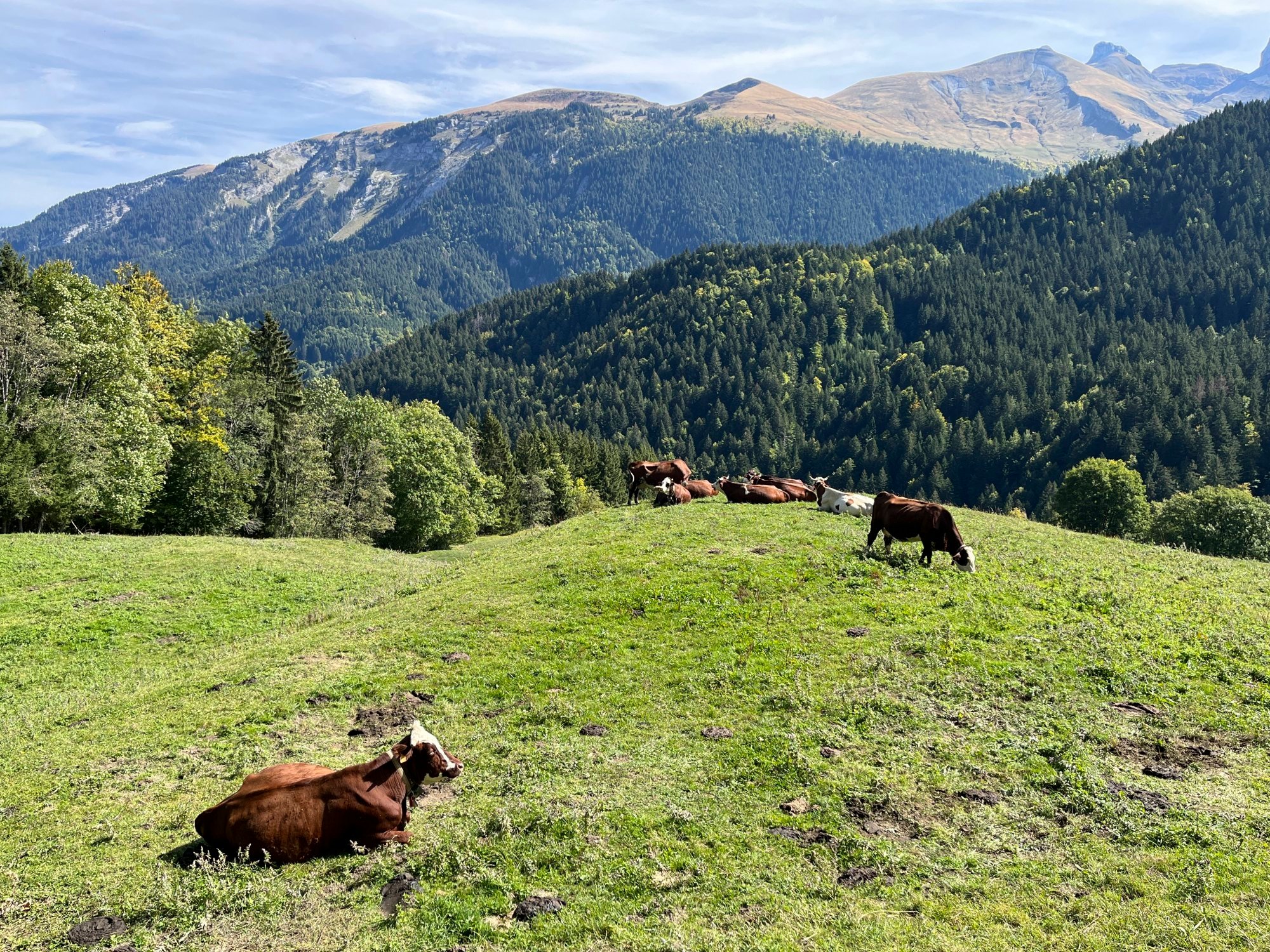 Cows rest in a meadow near the summit of the Col de la Colombiere. Photo: AP