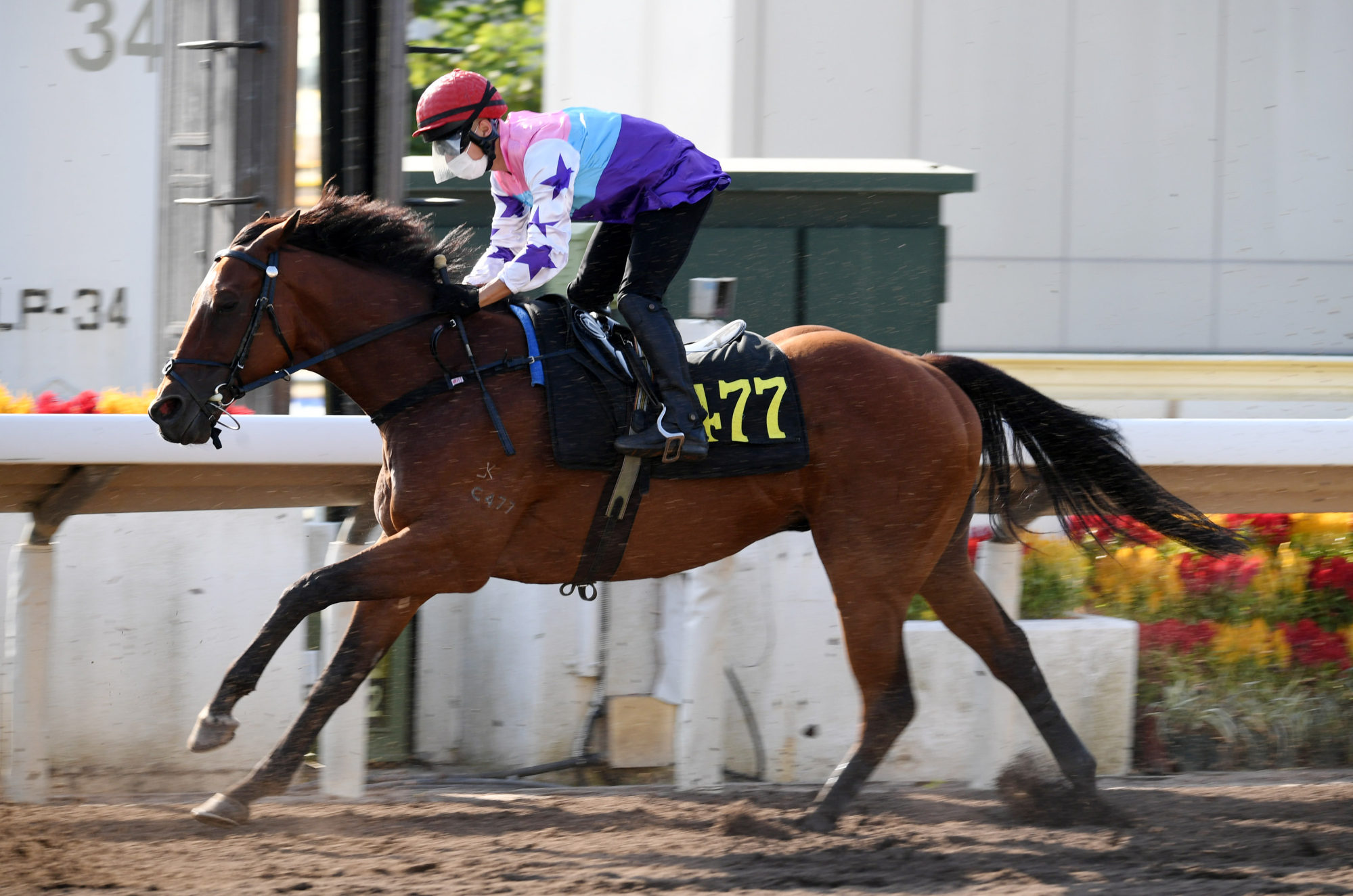 Flying On The Turf works at Sha Tin recently.