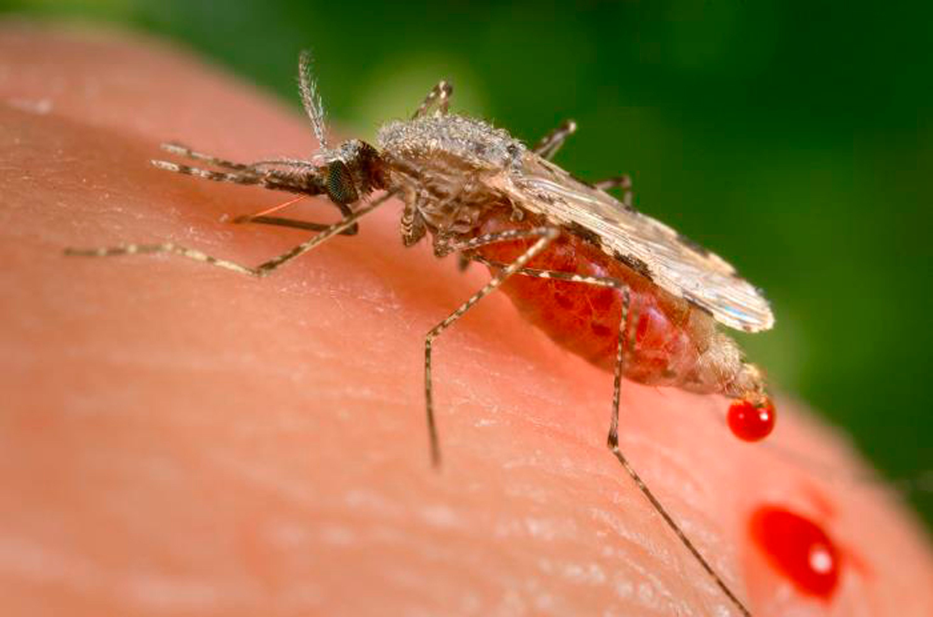 An Anopheles stephensi mosquito, which has long been a main malaria spreader in Indian and Iranian cities. File photo: AP