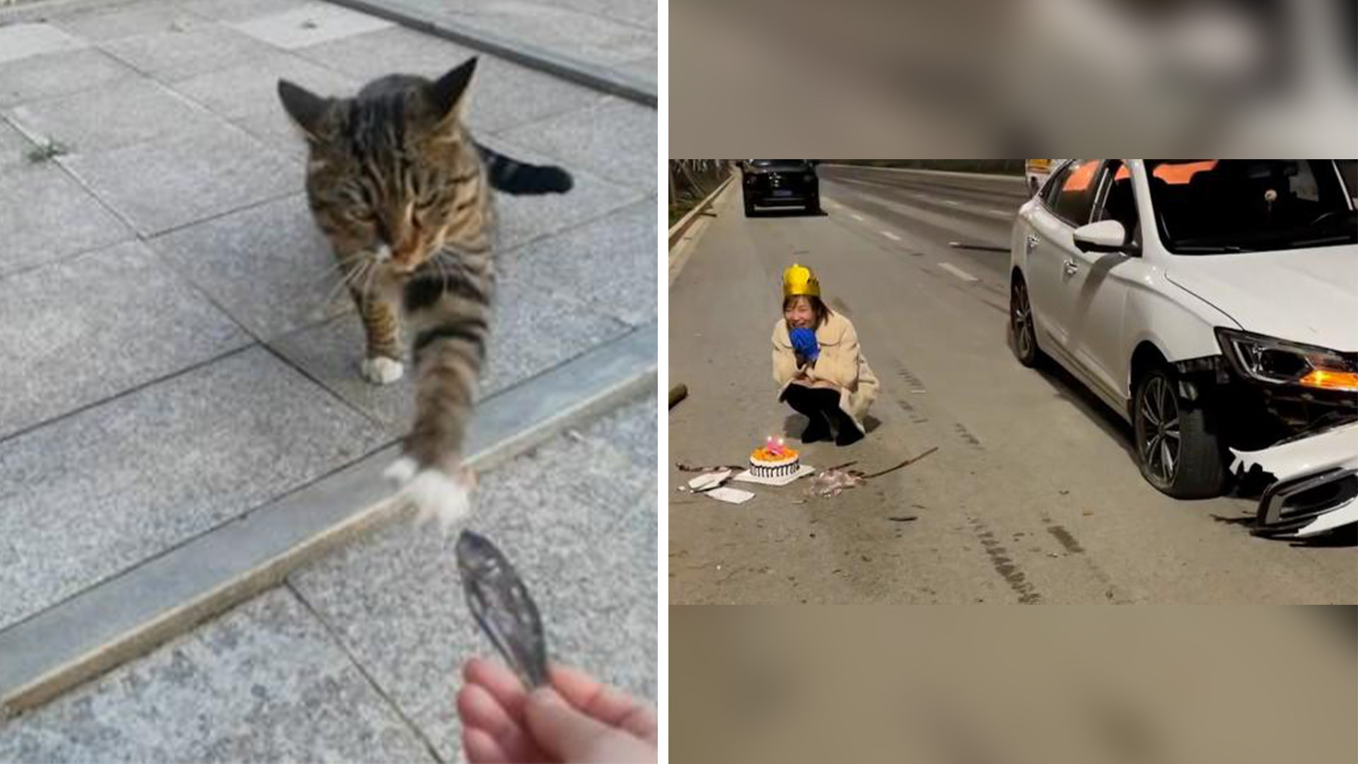 A kitten gives a woman a fish as a present and a couple celebrate a birthday on a roadside after being in an accident. Photo: SCMP: composite