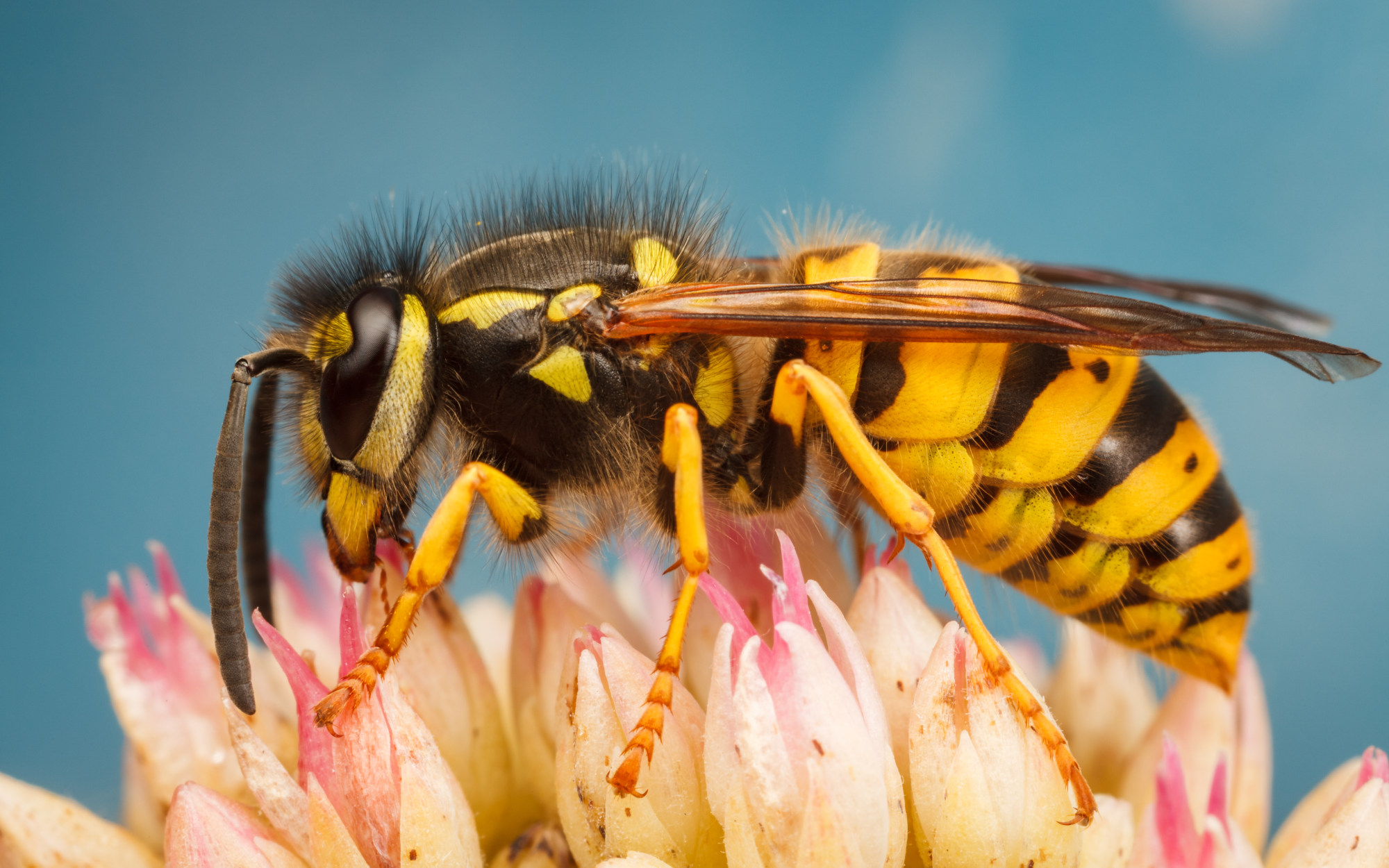 Wasp Sting Pussy