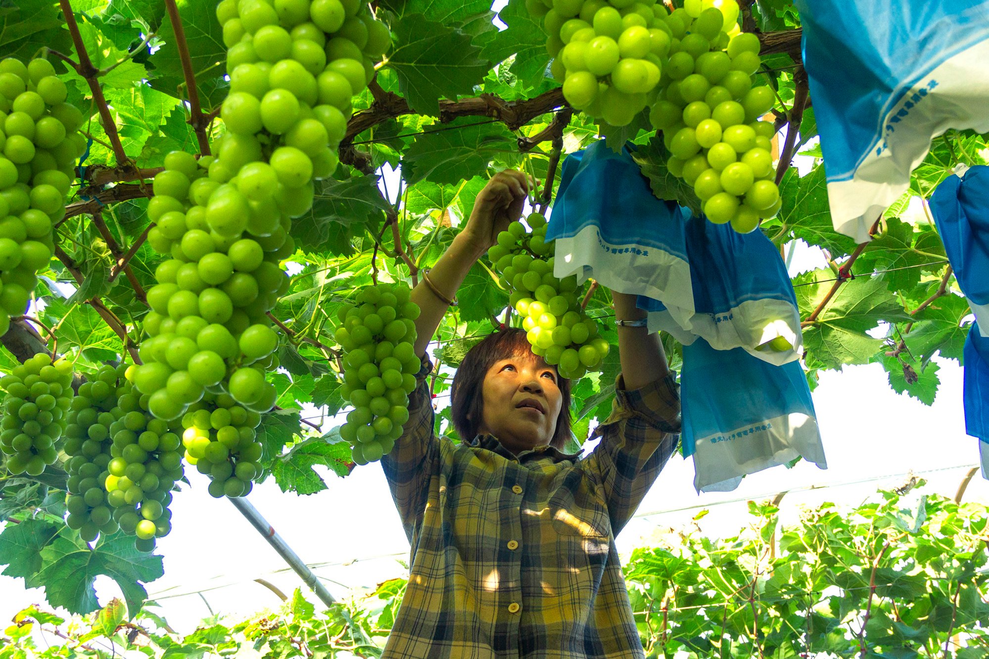 Which country produces the best Shine Muscat grapes China, Japan or South Korea and why are